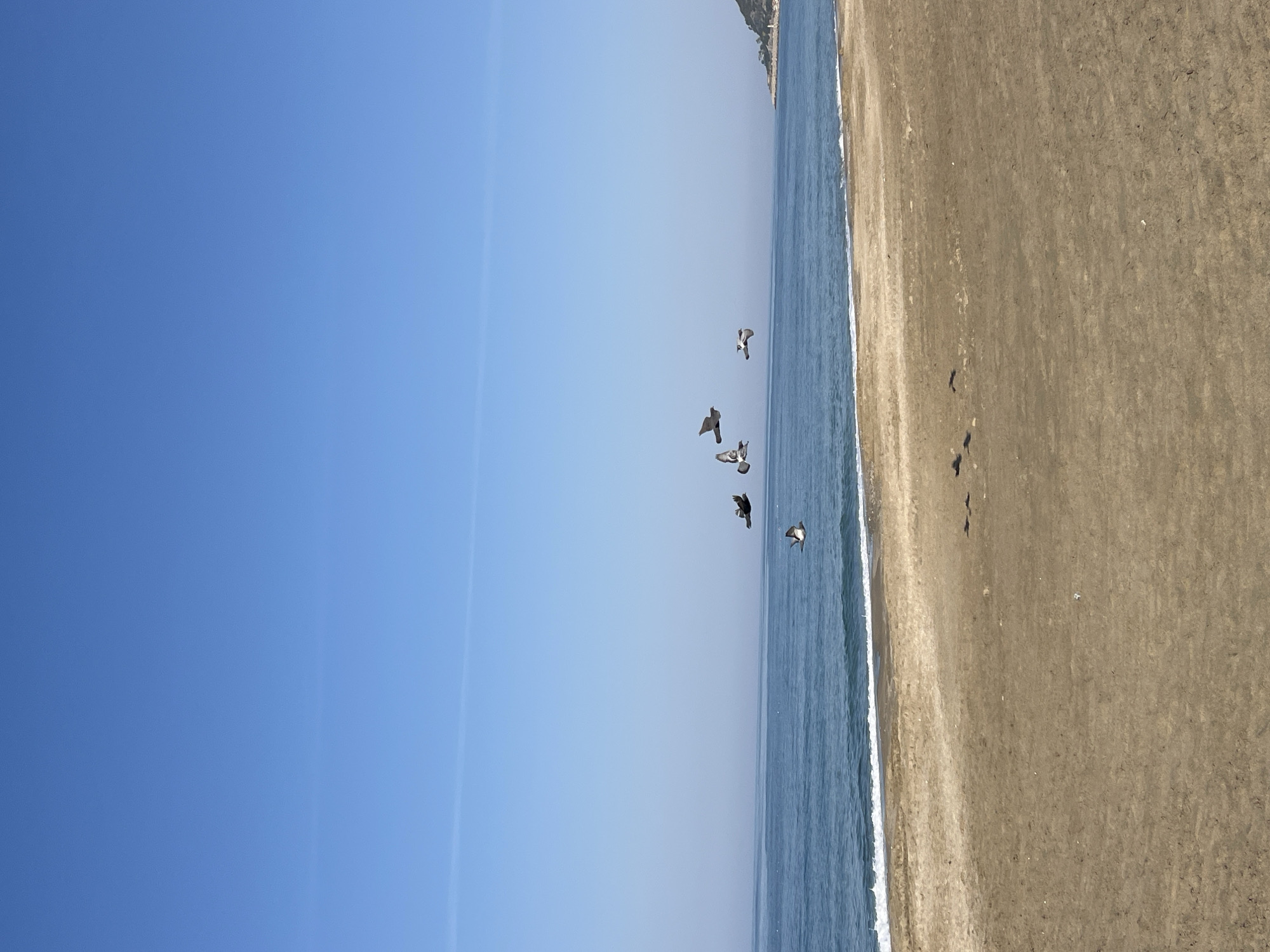The image depicts a beach scene in Alanya, Turkey. The sky is a clear, gradient blue, transitioning from a deeper blue on the left to a lighter hue toward the horizon. A flock of birds is in flight over the ocean near the shoreline. The beach consists of dark sand, and the water is a blue-green color. The waves break near the shoreline.