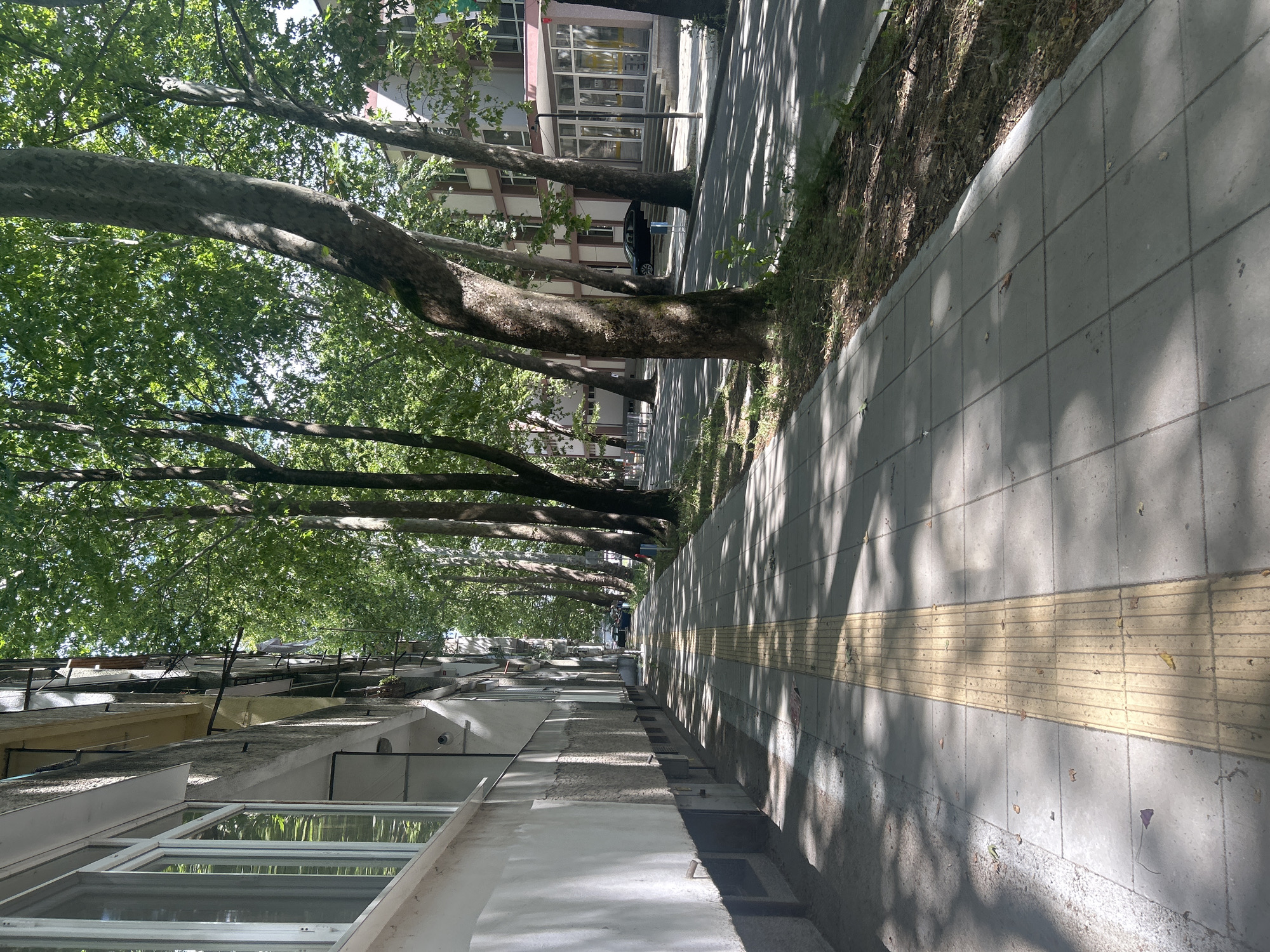 The image depicts a tree-lined sidewalk on a sunny day, likely in Kardzhali, Bulgaria, given the context. A building with a textured, light-colored lower facade and windows runs along the left side of the frame. Adjacent to the building is a wide sidewalk paved with square gray tiles, featuring a prominent yellow tactile paving strip running down its center. The sidewalk is cast with dappled shadows from the overhead trees, whose thick, textured trunks are visible on the right. Beyond the sidewalk is a street with parked cars, and further across is another building with a light-colored facade and multiple windows. The environment appears to be urban, with elements of both residential or commercial structures and natural vegetation.