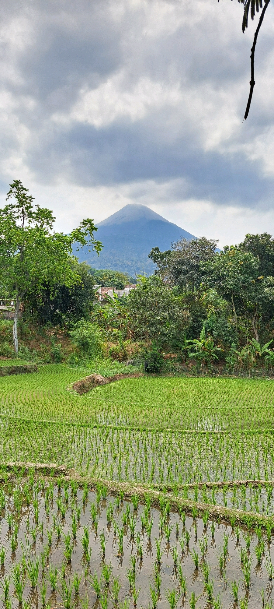 The image depicts a serene rural landscape in Sumber Suko, Indonesia. In the foreground, meticulously cultivated rice paddies stretch out, with rows of young green rice shoots emerging from shallow water. The paddies are divided by raised earth pathways. Beyond the fields, a dense line of lush green trees forms a vibrant border. In the mid-ground, several houses with tiled roofs are partially visible amidst the foliage, suggesting a small settlement. The background is dominated by a majestic, conical mountain, its peak partially obscured by a layer of soft, grey clouds. The sky above is overcast, with diffused light creating a tranquil atmosphere. A dark, bare tree branch extends from the upper right corner of the frame, adding a touch of natural framing to the scene.