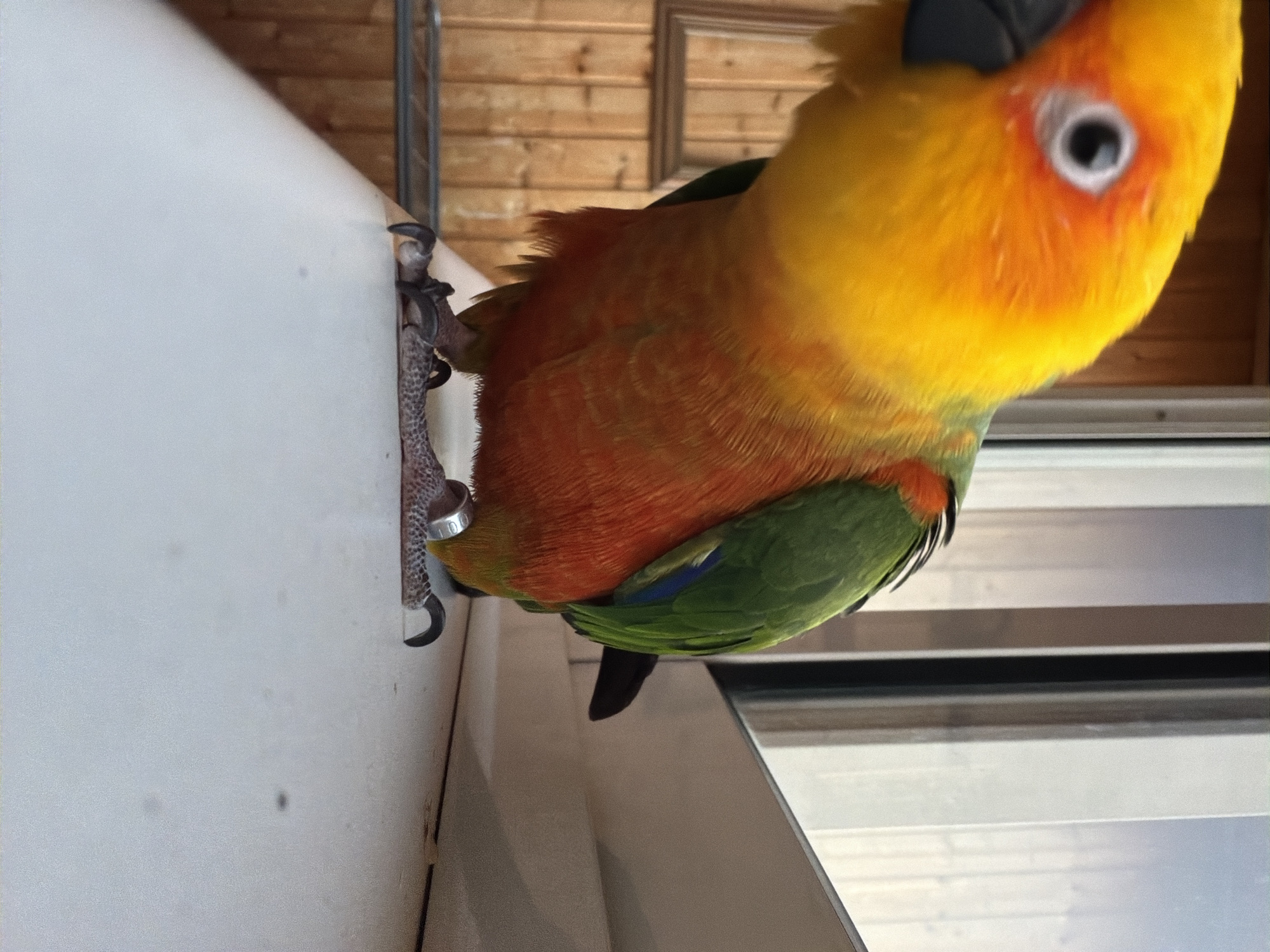 A colorful parrot, identified by its yellow head and neck, orange chest and belly, and green wings, stands on a white surface, likely a windowsill. The parrot's left eye, featuring a black pupil and a white iris, is visible, along with its dark gray beak. A silver band is affixed to its left leg. The bird is positioned at a low angle relative to the camera, looking slightly downward and to the left. In the background to the left, a light-colored wooden wall or paneling is visible, featuring a rectangular, darker wooden frame. To the right, a window pane with a dark vertical frame reveals a hazy or reflective exterior view, displaying varying shades of light blue and gray. The location is the city of Unknown, Unknown.