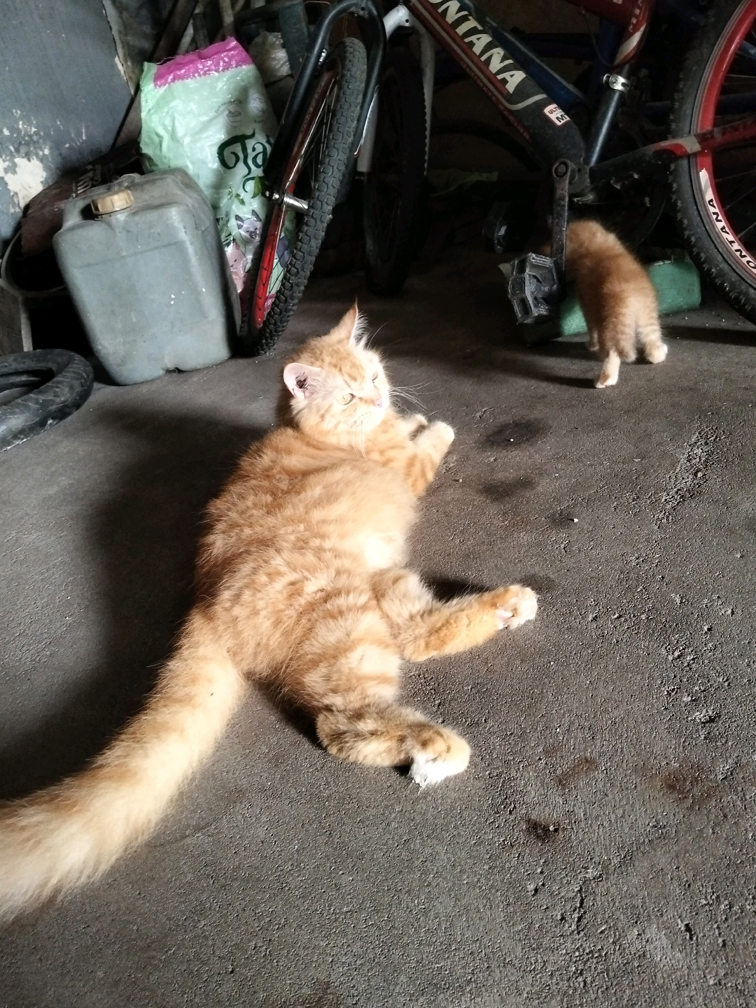 In a dimly lit garage or storage area, two ginger cats are present. The larger cat is lying on its side on the concrete floor, with its paws extended and its head turned to the right, appearing to be resting. The smaller cat, a kitten, is standing near a bicycle's pedals, facing away from the camera and its hindquarters are visible. The background includes a grey plastic container, a bag of what appears to be pet food, and a bicycle with the brand name "MONTANA" visible on its frame. The floor is concrete with some dirt and debris. The lighting suggests it may be daytime with sunlight entering the space, casting shadows. This scene is located in the city of Arang Limbung, Indonesia.