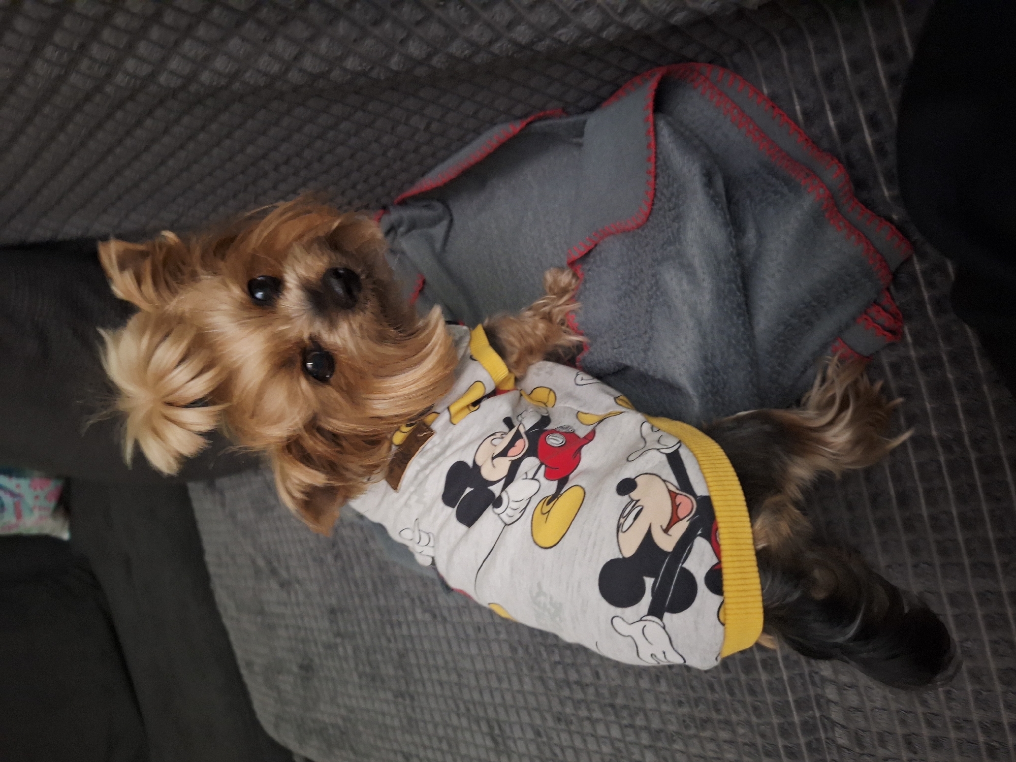 A small, long-haired dog, likely a Yorkshire Terrier, is captured in an indoor setting, possibly on a sofa or bed. The dog has light brown fur on its head and face, with darker brown and black fur on its body and legs. Its dark eyes are looking directly at the camera.
The dog is wearing a light-colored sweater or top, which is predominantly white with a yellow collar and sleeve cuffs. The sweater is adorned with multiple illustrations of the classic Disney character, Mickey Mouse, in various poses.
Beside and partially beneath the dog is a grey blanket with distinctive red overlock stitching along its edges. The surface the dog is resting on is a textured grey fabric, likely upholstery. The overall scene suggests a comfortable and cozy indoor environment. The dog appears relaxed and alert. No discernible text is visible other than the depicted Mickey Mouse characters.