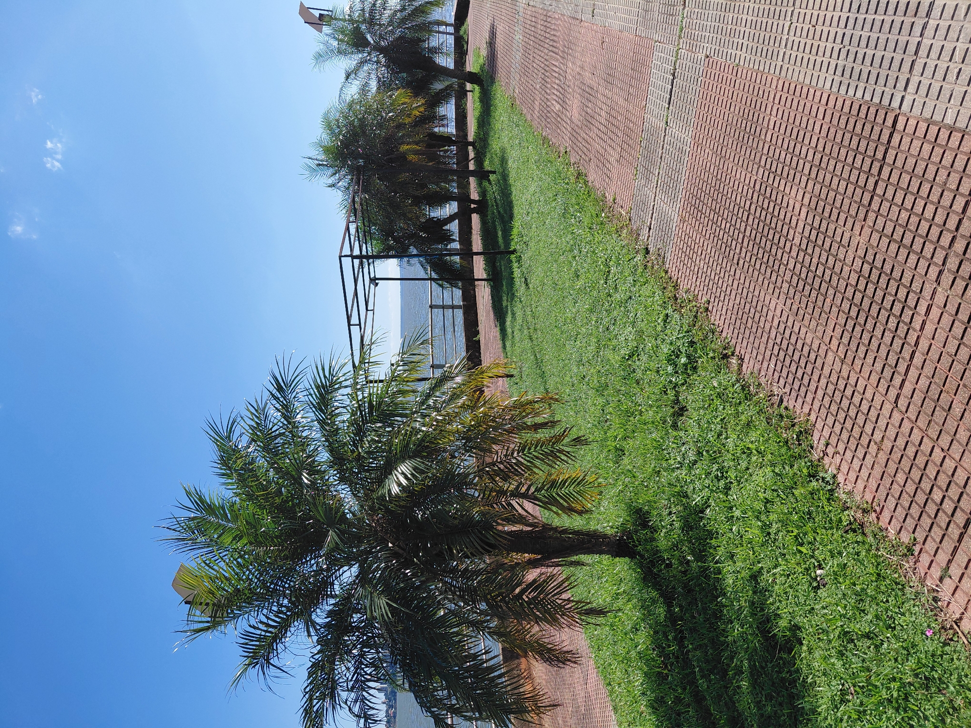 The image shows a waterfront promenade in Encarnación, Paraguay. The promenade is paved with reddish-brown square tiles and is bordered by a lush green lawn. Several palm trees are planted along the lawn, with their fronds casting shadows on the grass. In the background, a metal structure, possibly a pergola or trellis, stands near some of the palm trees. Beyond the lawn and trees, there is a railing overlooking a wide body of water, likely the Paraná River. The sky is a clear, vibrant blue, indicating a sunny day. In the distance, across the water, a city skyline is faintly visible. There are no people or animals in the frame.