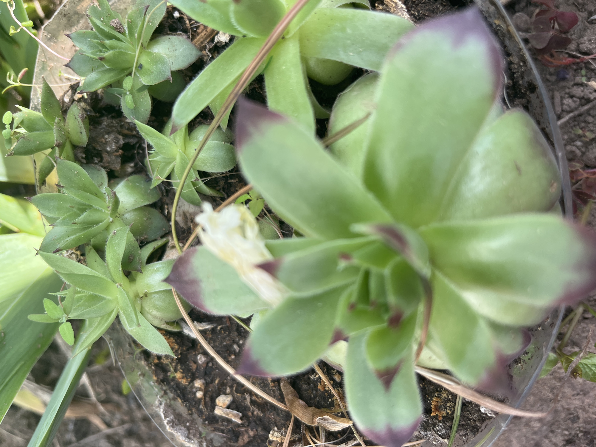 A close-up, slightly blurred photograph shows a cluster of succulents in a clear plastic container. The succulents have green leaves, some with purple tips. The soil in the container is visible and appears dark. The background includes hints of outdoor vegetation and soil. There is no visible indication of Izhevsk, Russia, in the image.