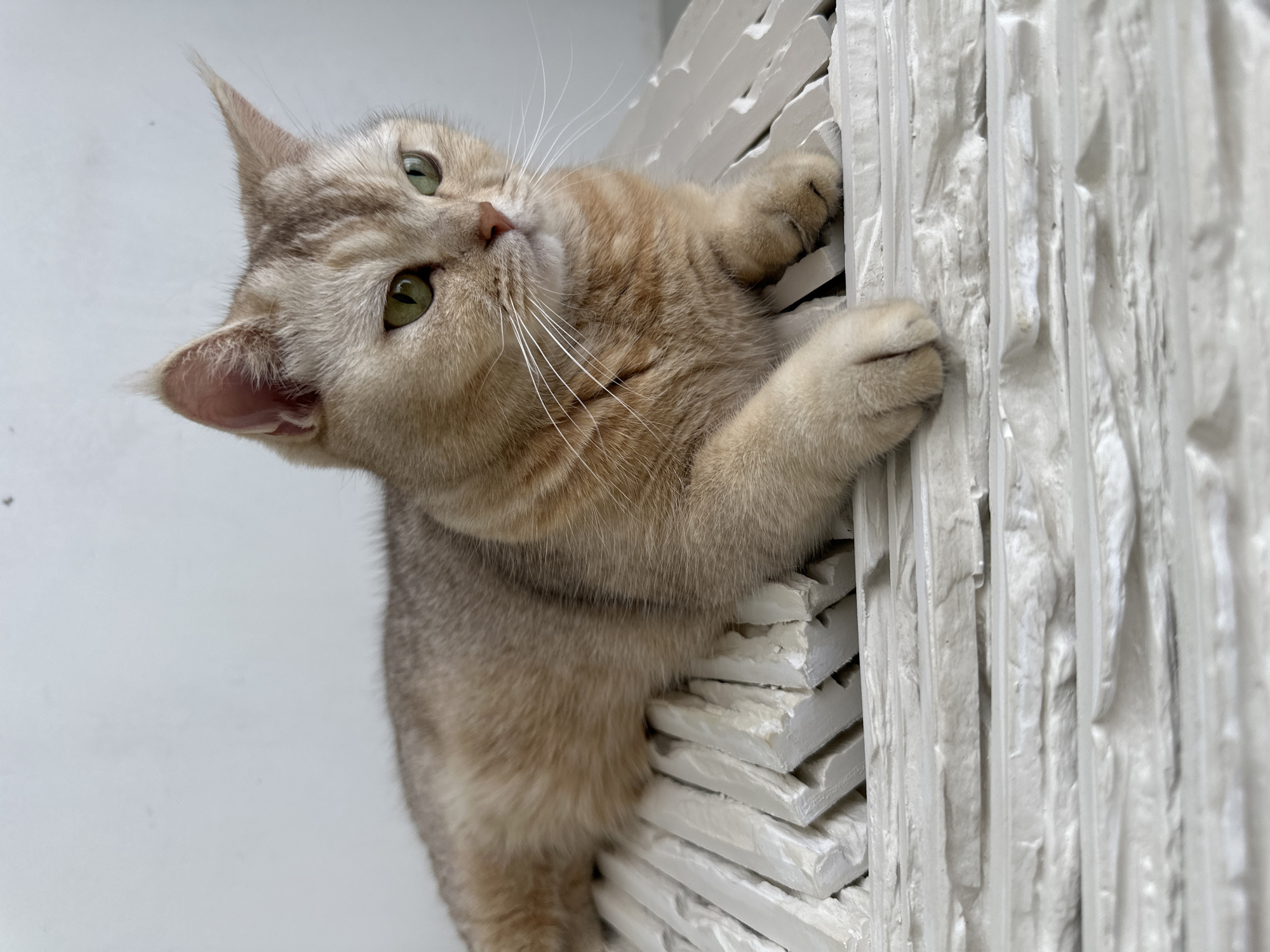 A light brown and gray tabby cat is clinging to a stack of white bricks. The cat is angled towards the left of the frame, with its head tilted and its green eyes looking upwards. Its paws are gripping the side of the brick stack. The background is a white wall.