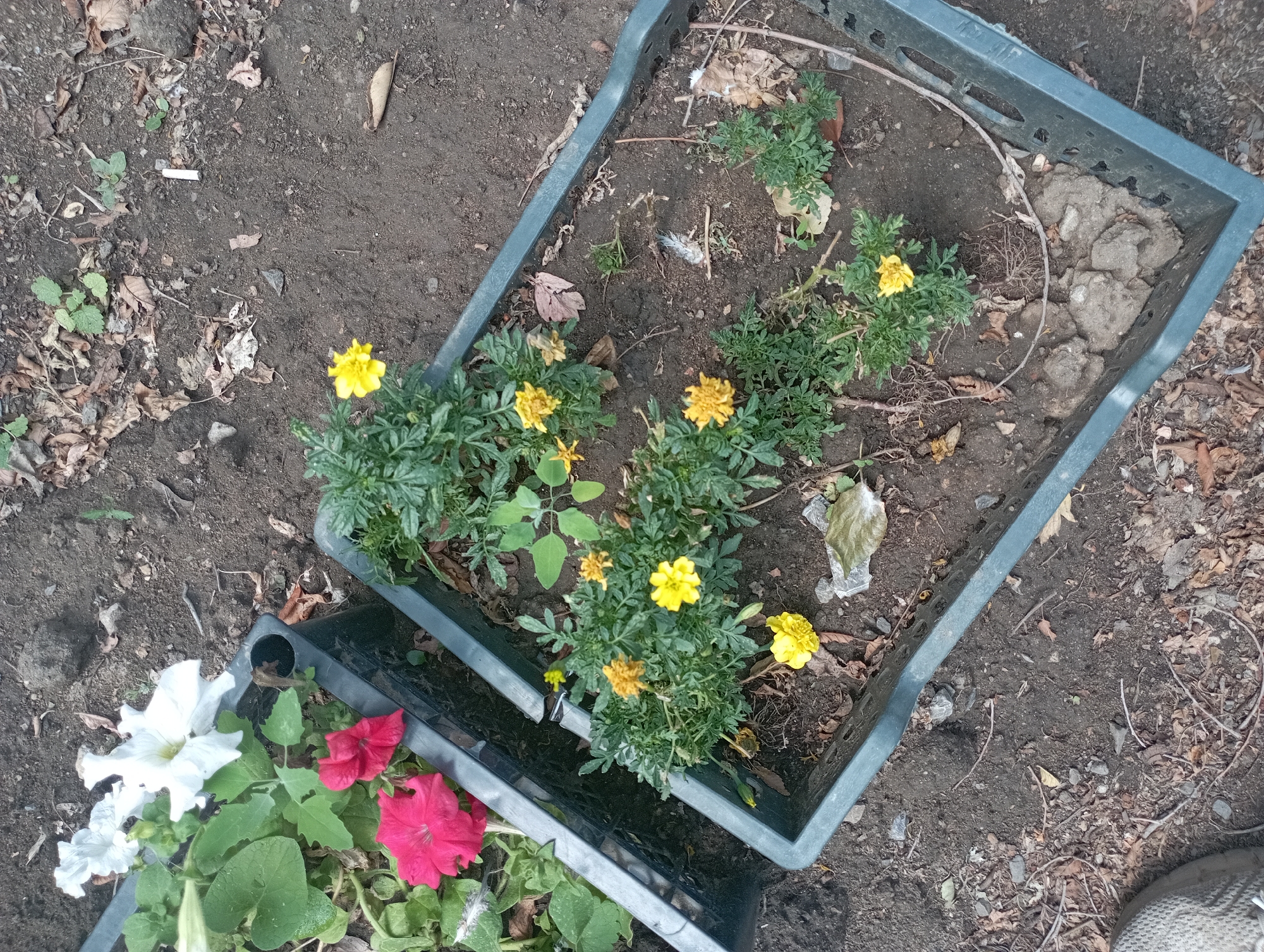 In the city of Qarağandı, Kazakhstan, an overhead shot captures two dark green plastic crates filled with plants and flowers, situated on the ground. The left crate contains several large, vibrant petunias in white and fuchsia. Adjacent to it, the right crate is planted with smaller yellow marigolds. The surrounding ground is a mixture of dark soil, dry leaves, small pebbles, and twigs, indicating an outdoor setting, possibly a garden or yard. A portion of a grey sneaker is visible in the bottom left corner of the image. The scene is illuminated by natural daylight.