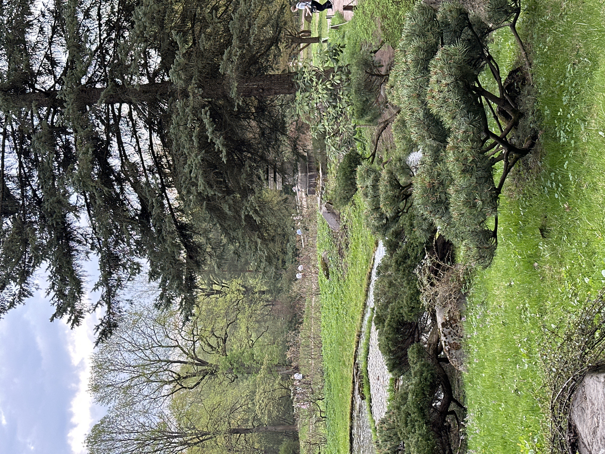 The image shows a park-like setting with various trees and greenery. A large, dark-needled evergreen tree dominates the left side of the frame. There is also another evergreen, lower to the ground, on the right. In the background, deciduous trees with fresh spring foliage and flowering bushes are visible. A stone path runs through the center of the scene, with grassy areas on either side. In the far background, faint figures of people can be seen walking. Based on the landscape and architecture, the location is most likely the Botanical Garden of Moscow State University "Aptekarsky Ogorod", Moscow, Russia.