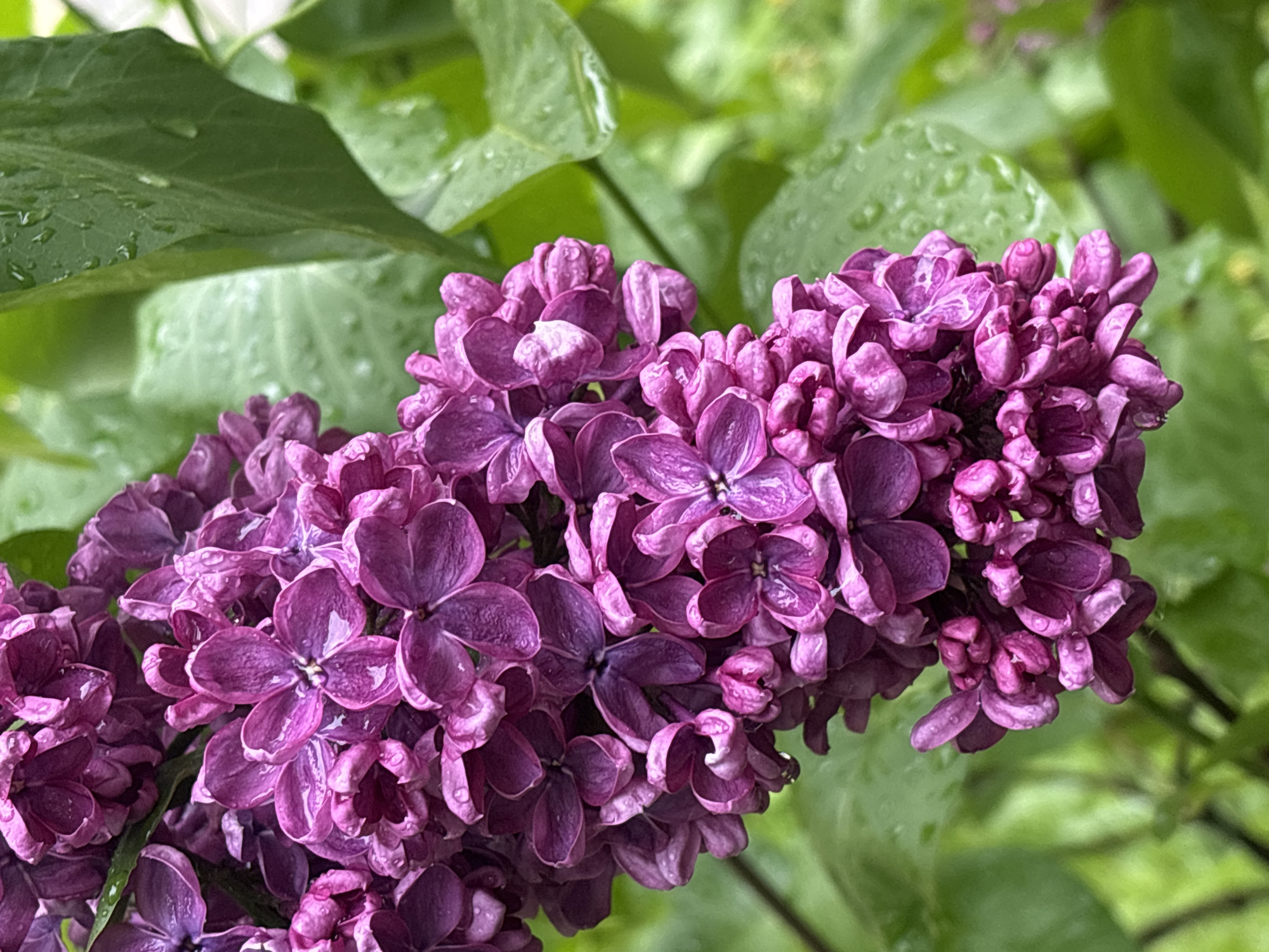 A close-up shot reveals a cluster of purple lilac flowers in full bloom, with water droplets clinging to the petals and the surrounding green leaves. The image suggests a rainy or recently watered environment. The specific location in Saint Petersburg, Russia, is not discernible from the visual information provided.
