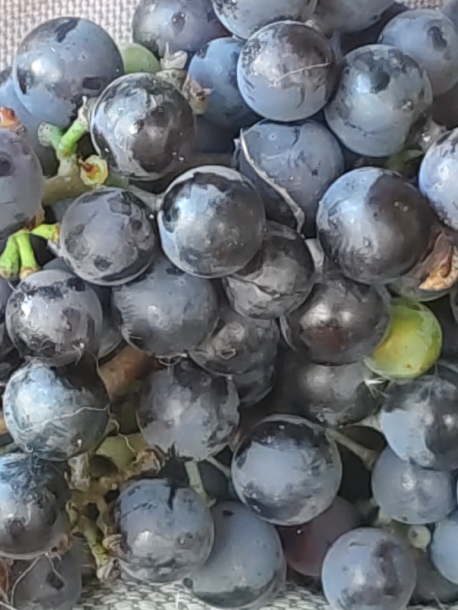 A close-up, slightly blurry, overhead view of a cluster of dark purple grapes, some with a bluish bloom, is presented. One grape in the lower right quadrant is a pale green. Some of the grapes have water droplets on their surfaces, and there are green stems and leaves visible. The texture of the surface beneath the grapes appears to be a woven fabric, possibly a tablecloth or basket lining, with a light gray and white pattern. The image does not contain any individuals, actions, or interactions. The location in Rostov-on-Don, Russia, is not discernible from the visual information provided.