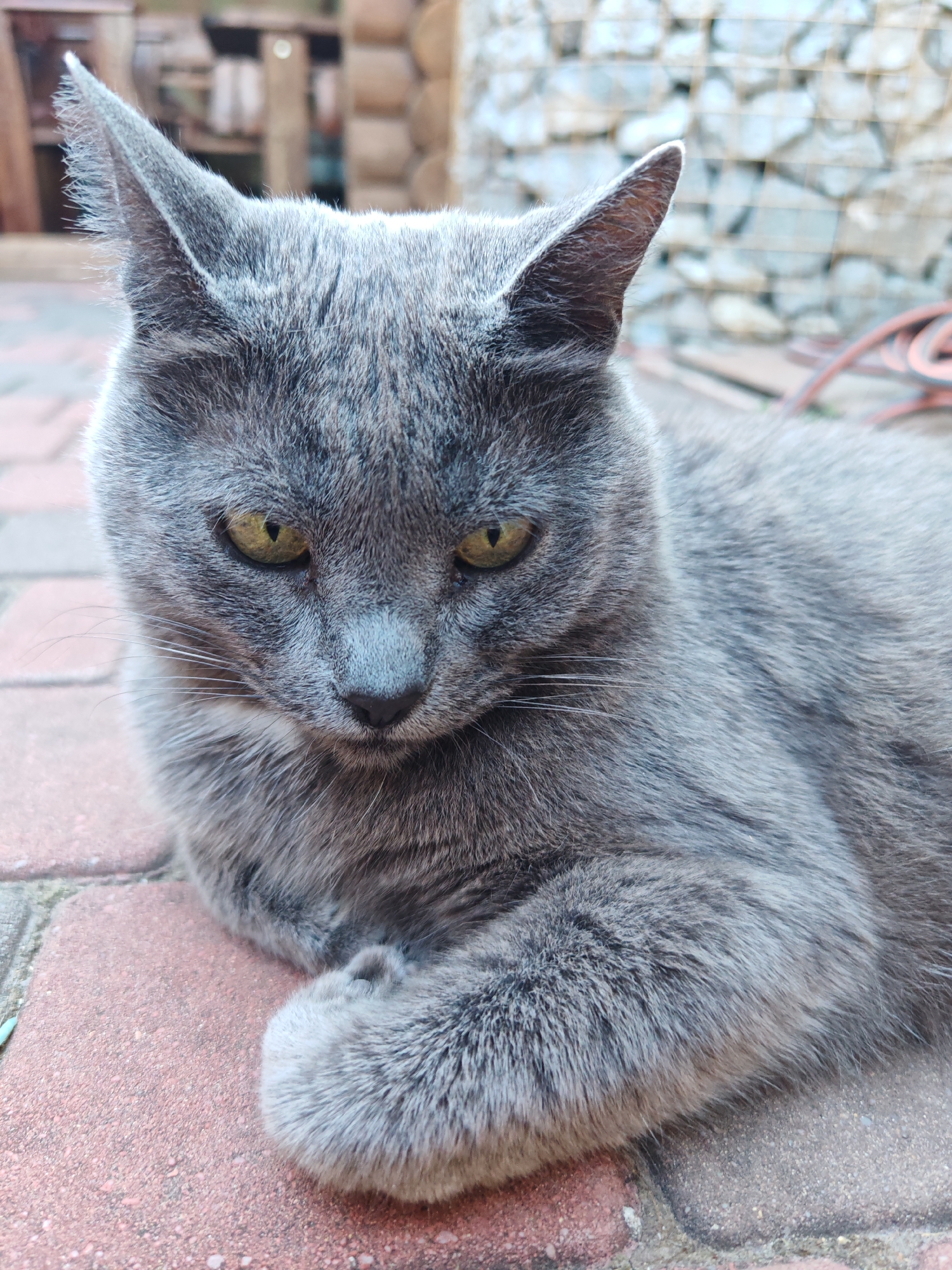 A medium shot shows a Russian Blue cat lying on a brick-patterned surface. The cat has gray fur and yellow eyes. The background is blurred and includes a wooden structure and a stone wall. The scene appears to be outdoors, possibly in a yard or garden. The lighting suggests it is daytime.