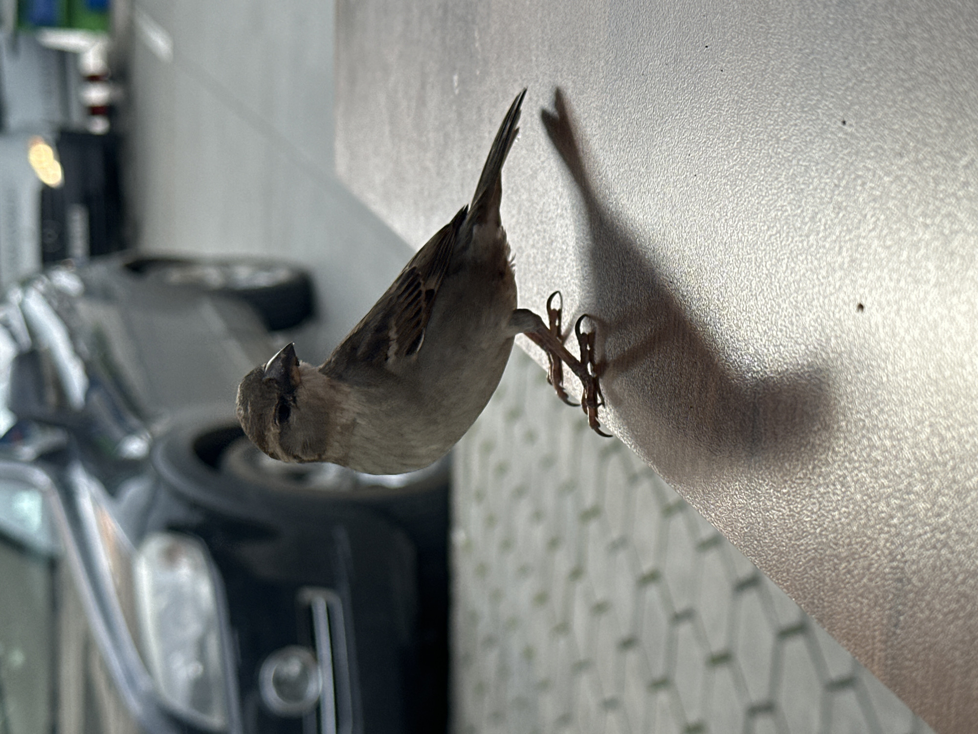 A sparrow clings to a light gray wall, its shadow cast to the right. The bird is light brown with darker brown and black markings on its wings. Its tail points upward. The background shows a blurred scene with a black car and what appears to be a building. Based on the setting, the location is likely in an urban area in Veliko Tarnovo, Bulgaria. The sparrow is interacting with the wall.