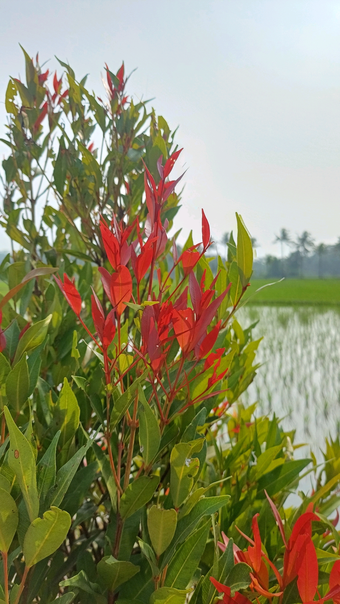 A close-up, eye-level shot focuses on the vibrant red and green leaves of a plant, with the blurry background indicating an outdoor scene. The foliage is the primary subject, with the bright red leaves appearing as new growth. Behind the plant, a body of water, likely a paddy field, is visible with reflections of the sky and some distant palm trees. The sky is clear and a pale blue, suggesting a bright, sunny day. The location is identified as Pendowo, Indonesia. There are no people or any signs of human activity depicted in the image.