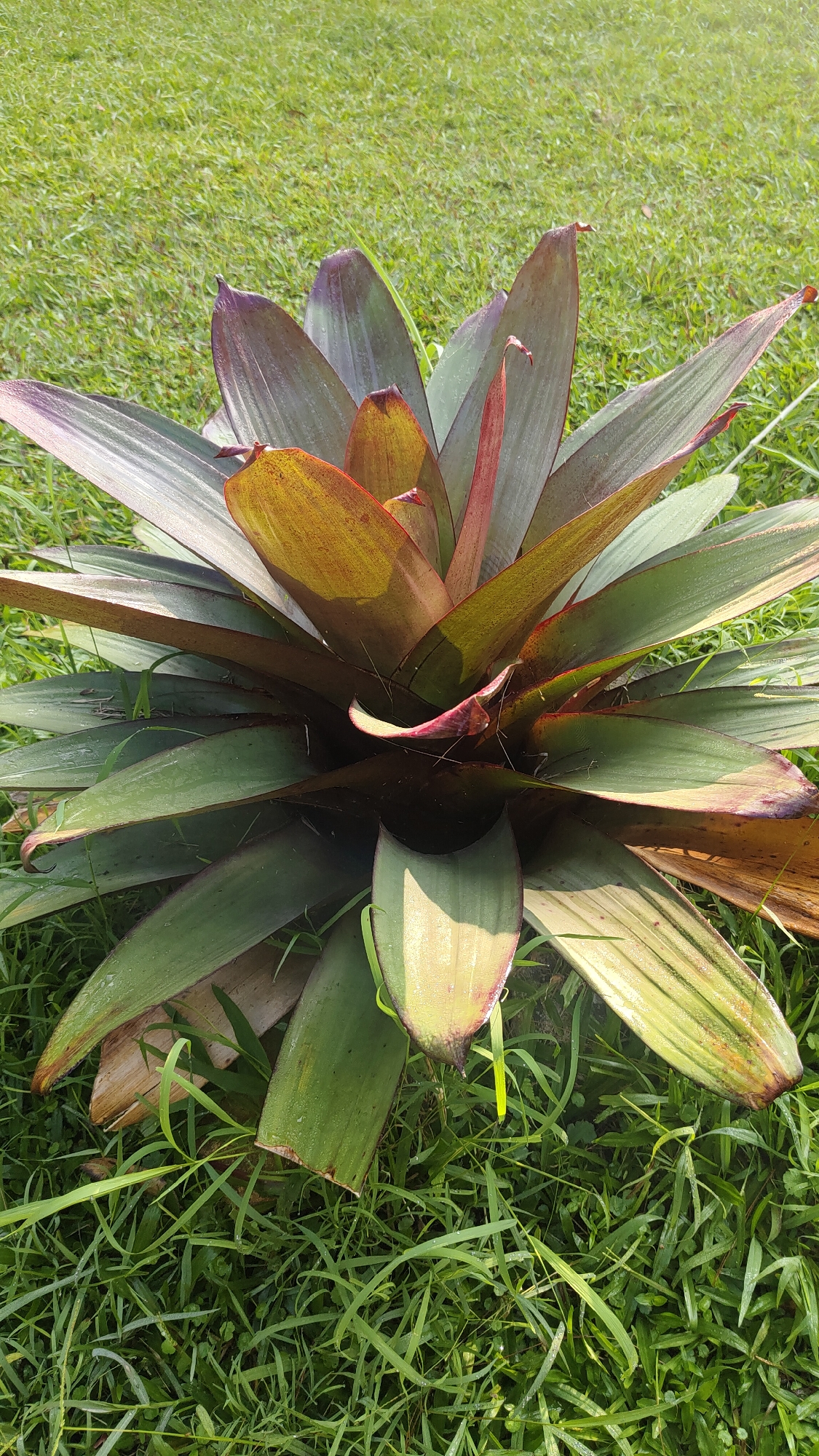 A bromeliad plant with long, arching leaves of green and reddish-purple is pictured outdoors on a sunny day in Cisarua, Indonesia. The plant is situated in a patch of short, green grass, with some longer blades of grass growing around it. The leaves of the bromeliad exhibit varying shades, with some appearing golden-yellow in the center and along the edges, while others are a deep green with purple tips. Sunlight casts shadows on the leaves, highlighting their texture and form. The background consists of more green grass, suggesting a lawn or garden setting. There are no people or animals visible in the image.