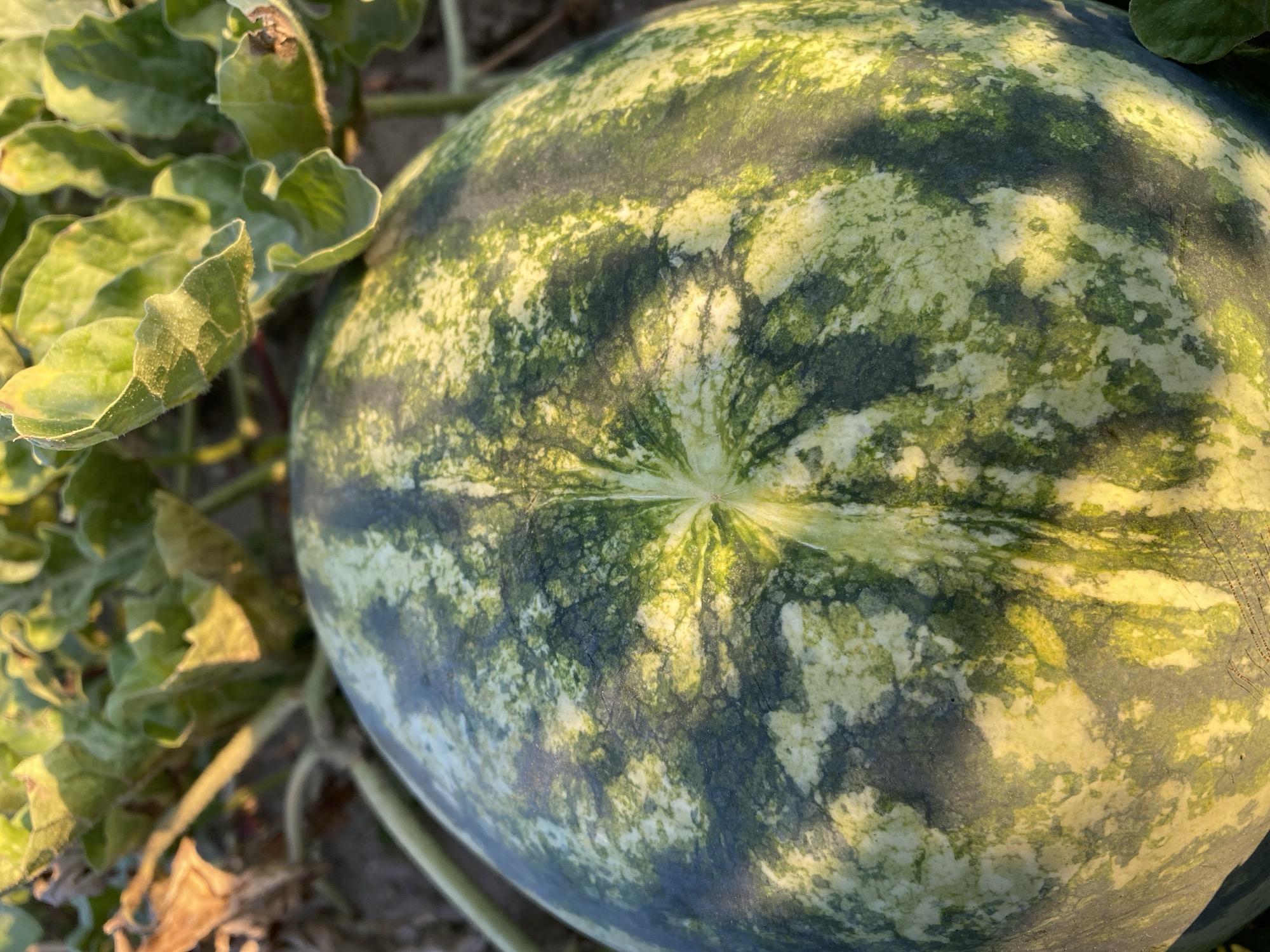 A close-up, high-angle shot captures a ripe watermelon resting on the ground, partially obscured by lush green foliage. The watermelon's rind displays a distinctive pattern of dark green stripes interspersed with lighter green and yellow mottling. Sunlight illuminates the scene, casting shadows across the watermelon and highlighting the textures of the rind and leaves. The background consists of dry soil and the unfocused green leaves of a watermelon vine, suggesting an outdoor agricultural setting. The image does not contain any people or visible structures. The location is specified as Kurtovo Konare, Bulgaria.
