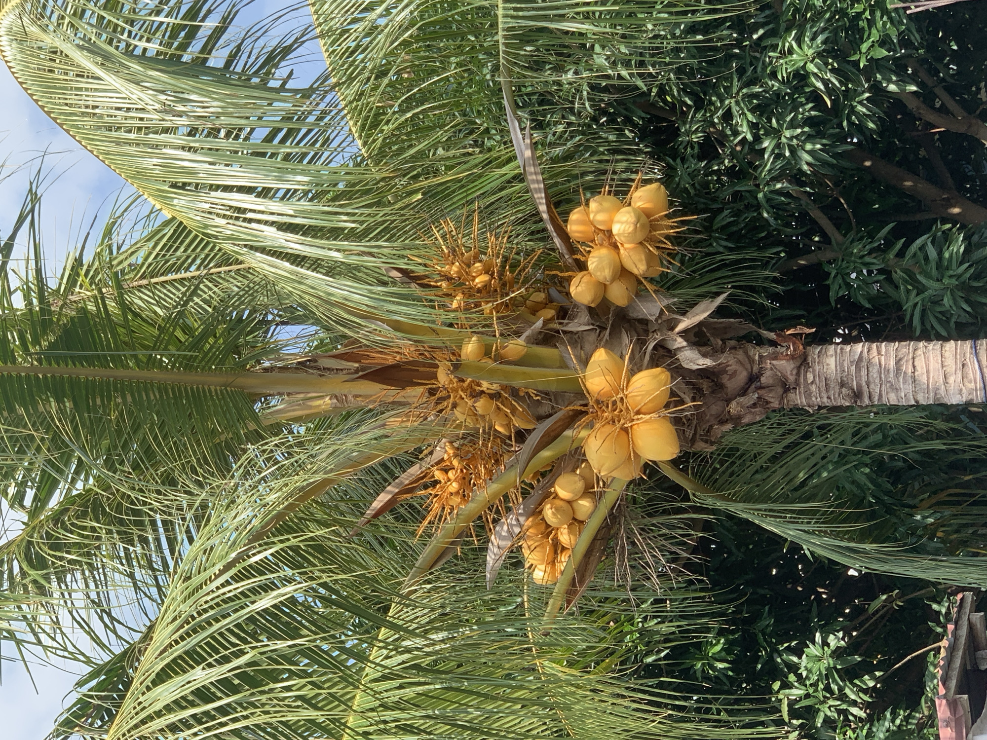The image depicts a coconut palm tree laden with yellow coconuts. The tree's trunk is visible, showing the characteristic textured bark. Fronds of the palm tree extend outwards, creating a green canopy. Patches of blue sky are visible through the fronds. Behind the palm tree are denser, green trees, possibly of a different species. Based on the prompt, the location is Ibasa, Nigeria. There are no people visible in the frame. The image predominantly features the coconut palm tree, its fruit, and the surrounding vegetation. The lighting suggests it is daytime.