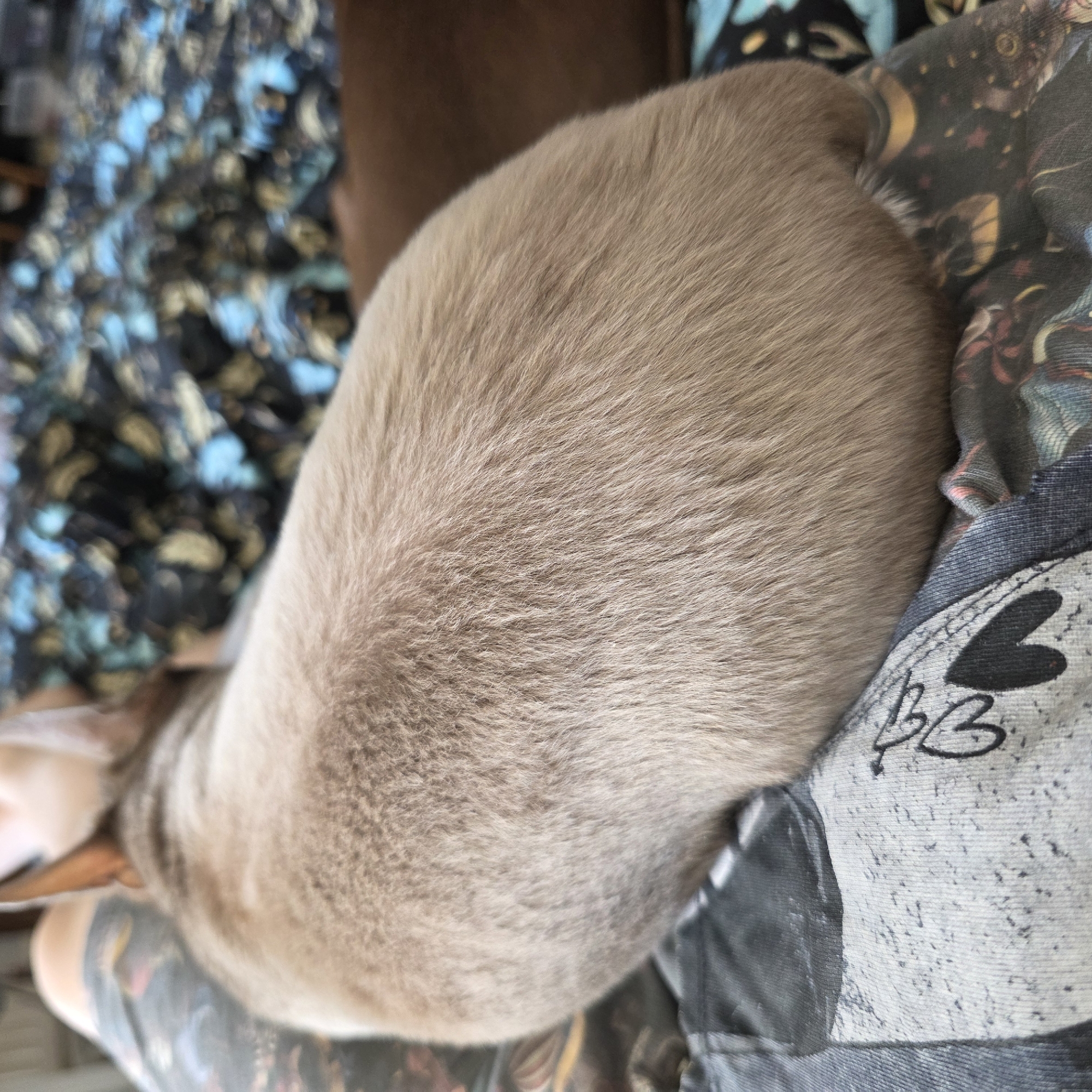A close-up, eye-level shot shows a tan-colored dog lying on someone's lap. The dog is positioned with its head to the left, and its body curves toward the right, taking up the majority of the frame. The dog's fur is short and dense. The person's legs are covered in patterned fabric. The fabric to the left has blue, black, and tan elements. The fabric on the right is gray, and has a black heart and two connected "B"s. The environment is not readily discernible, therefore a location of Saint Petersburg, Russia can not be confirmed.
