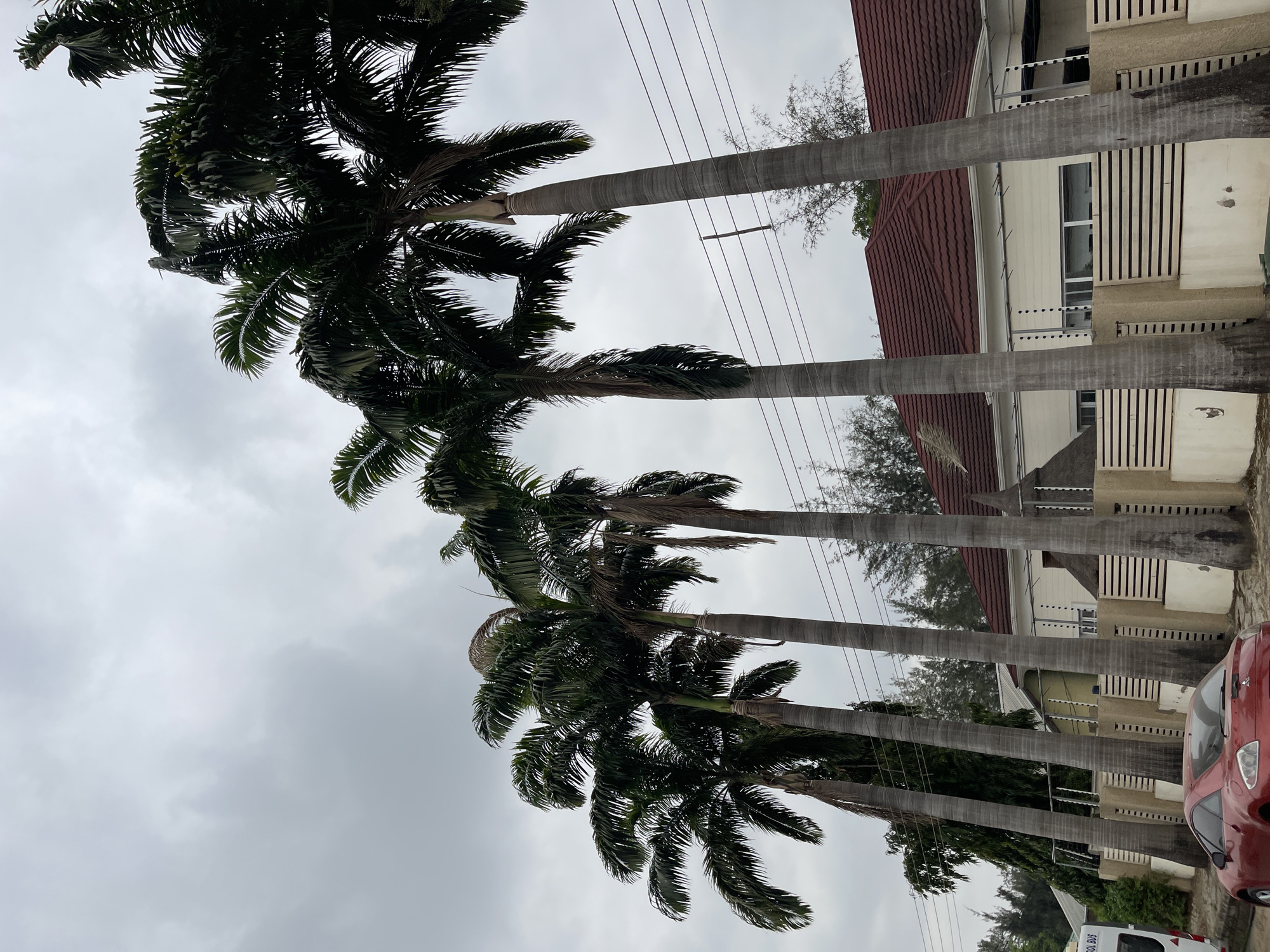 A ground-level, upward-angled photograph shows a row of four palm trees along a street in Gwarinpa, Nigeria. The trees, with dark green foliage, are positioned in front of a building with a red-tiled roof and pale yellow exterior walls. Security measures, including barbed wire, are visible atop the building's walls. Overhead, a network of electrical wires stretches across the overcast sky. A red car is parked on the street, partially obstructing the view of the building. A white van with the word "SCHOOL BUS" visible is also present on the street. The sky is a uniform gray.
