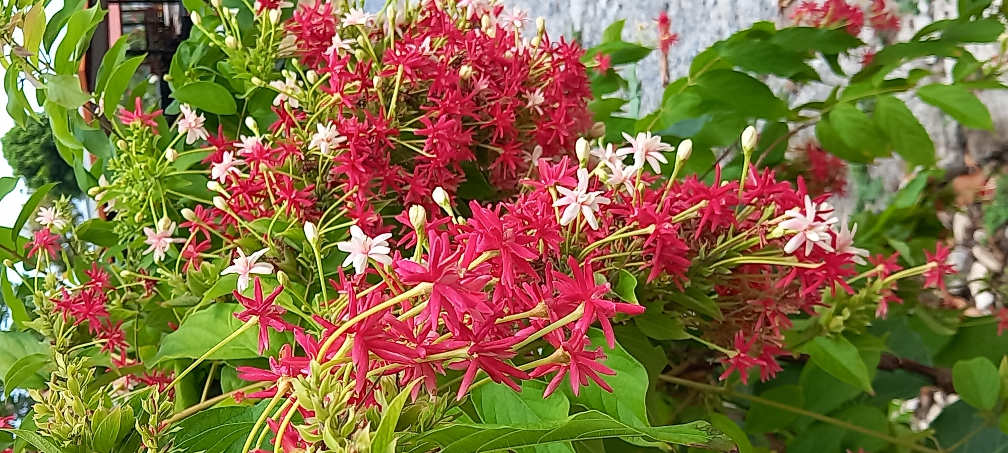 The image shows a close-up of a vibrant cluster of Rangoon Creeper flowers (Combretum indicum). The flowers are predominantly red, with some transitioning to white or pink. Green leaves surround the flowers, providing a backdrop. The location is Baan Wang Ta Kien, Thailand.