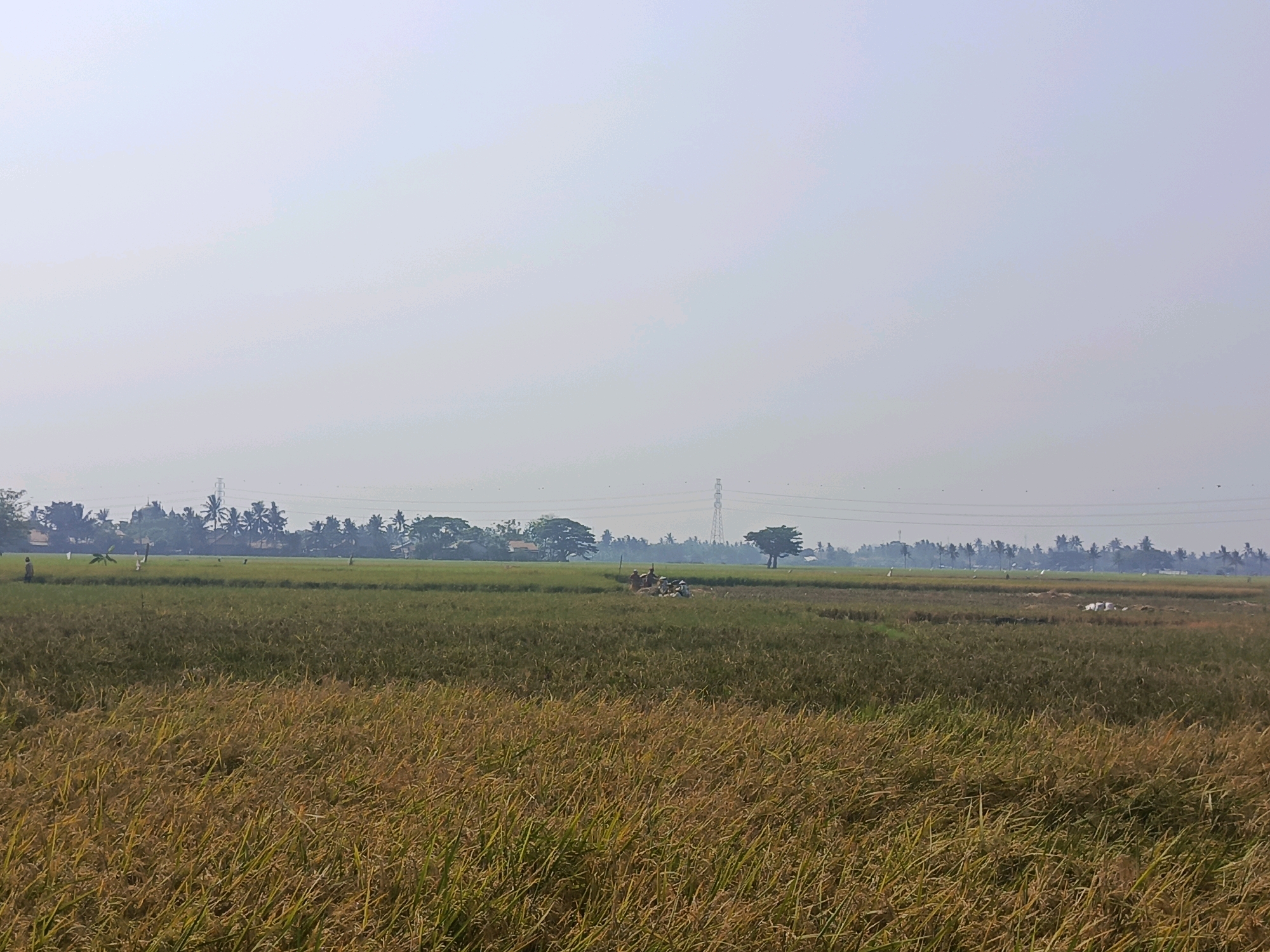 The image depicts a vast rice paddy field in Laksana, Indonesia, under a hazy sky. The foreground is dominated by ripe rice stalks, transitioning from green to golden yellow, indicating a harvest season. In the middle ground, a section of the paddy field appears greener, suggesting different stages of growth. Several figures, likely farmers, are visible working in the field. Some are tending to the crops, while others appear to be moving equipment. A few scarecrows are also positioned within the field. The background features a line of palm trees and other vegetation, with a few buildings or structures barely visible behind them. In the far distance, a transmission tower stands against the pale sky, along with power lines stretching across the landscape. The overall scene is one of agricultural activity in a rural Indonesian setting.