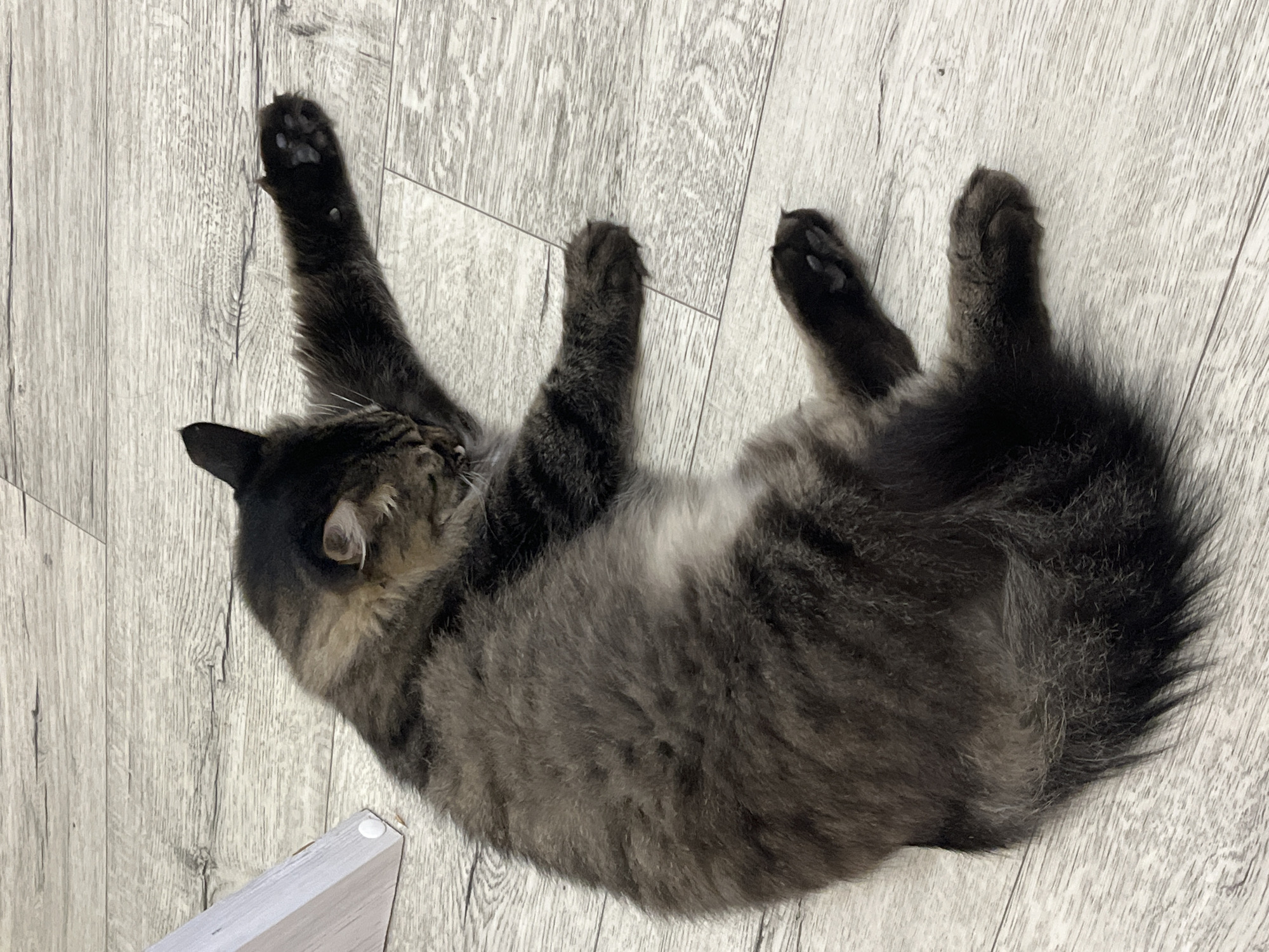 A long-haired tabby cat is lying on its back on a light-colored wooden floor. The cat's front paws are extended upwards, and its hind legs are bent. The cat's fur is a mix of black, brown, and gray. The cat's eyes are closed, and its mouth is slightly open. A white object, possibly a furniture leg, is visible in the upper left corner of the image. The scene is indoors, and the lighting is soft and natural. The location is not specified in the image or its description.