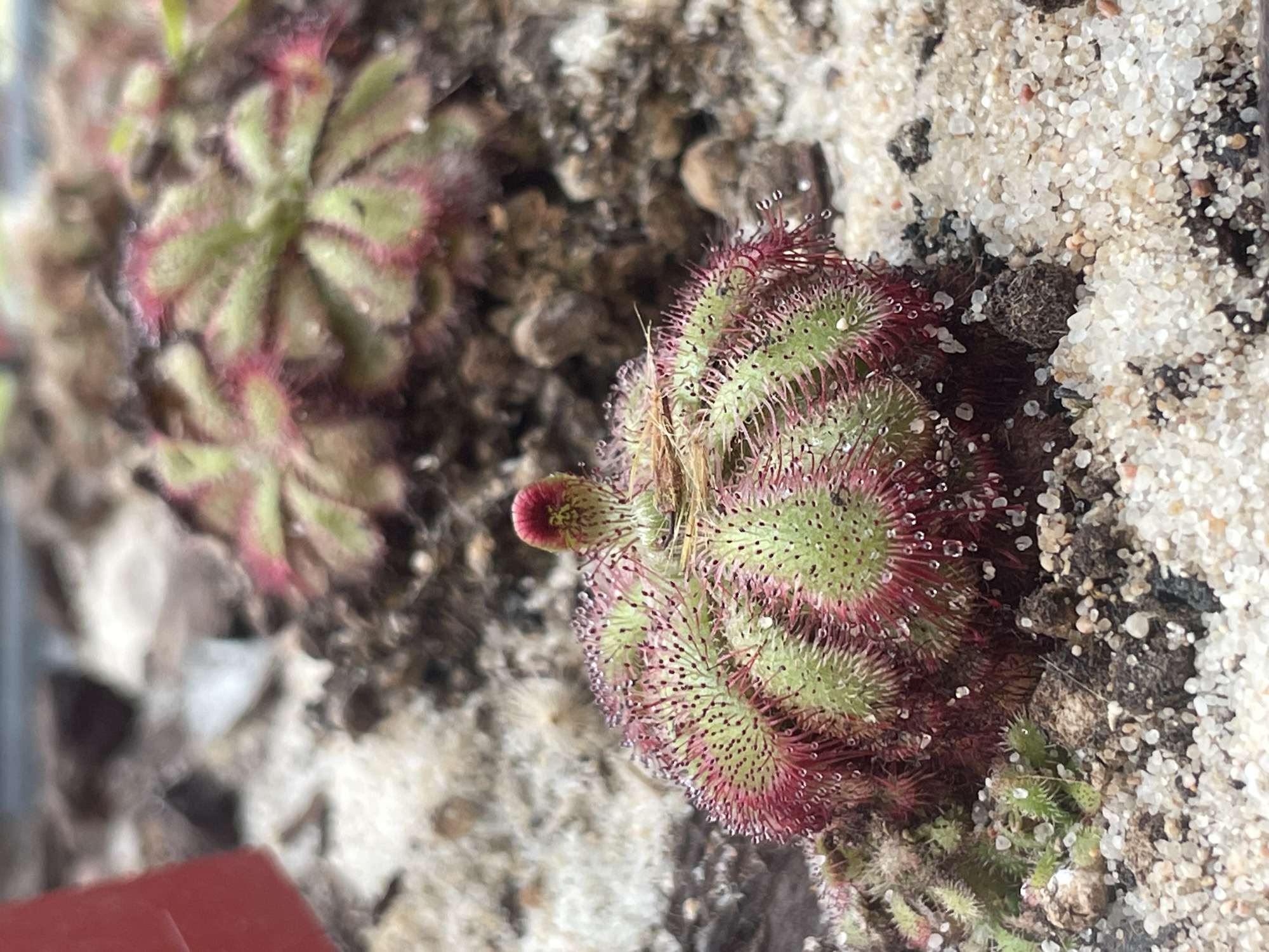 The image depicts two sundew plants (Drosera sp.) in a terrarium. The plants have green, rosette-shaped leaves covered in red-tipped glandular trichomes, giving them a dewy appearance. One plant appears to have trapped an insect. The plants are surrounded by a substrate of soil, peat, and sand. The location of the image is unknown and cannot be inferred from the image.