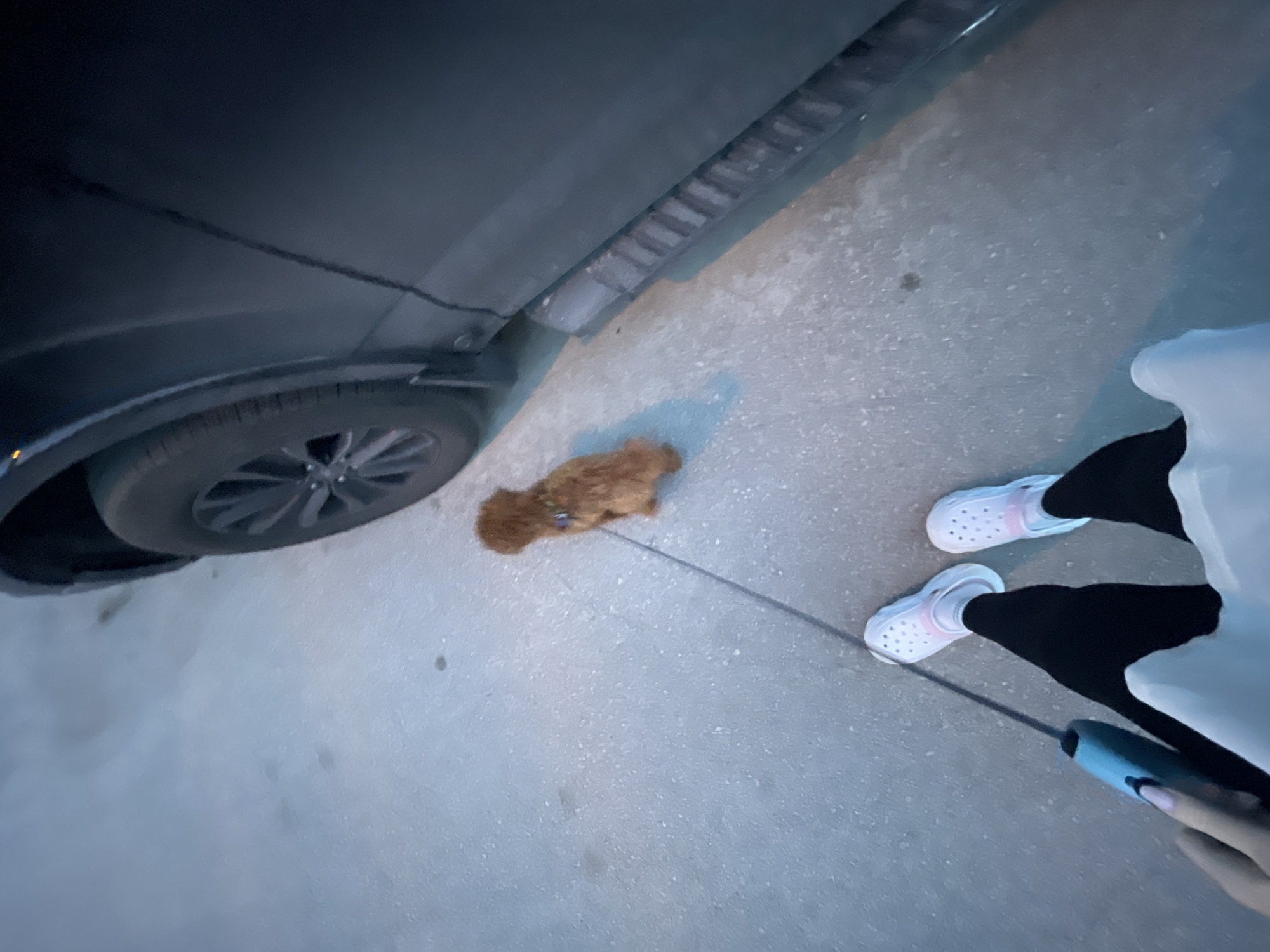 An overhead, slightly angled shot captures a small, light brown, fluffy dog on a leash being walked by a person next to a dark-colored vehicle. The scene is set outdoors, likely on an asphalt or concrete surface in Sofia, Bulgaria. The dim lighting suggests it is either dusk or nighttime.
The small dog, possibly a Poodle or similar breed, is positioned centrally in the frame, facing away from the camera. It wears a collar, and a dark leash extends from it towards the lower right corner.
Only the lower half of a person is visible. They are wearing black leggings and distinctive white Crocs with pink accents on the adjustable back straps. Their hand, visible in the bottom right, holds the leash and appears to be grasping a blue-cased phone or device. The person's nails are painted a light color.
To the left, a dark-colored SUV or truck is present. Its front passenger-side wheel with dark rims is visible, along with a textured running board or side step beneath the vehicle's body. The vehicle's paint appears dark and slightly reflective in the low light.
The overall impression is a casual evening dog walk. There is no visible text in the image. The ground is grey and speckled, typical of concrete or pavement.