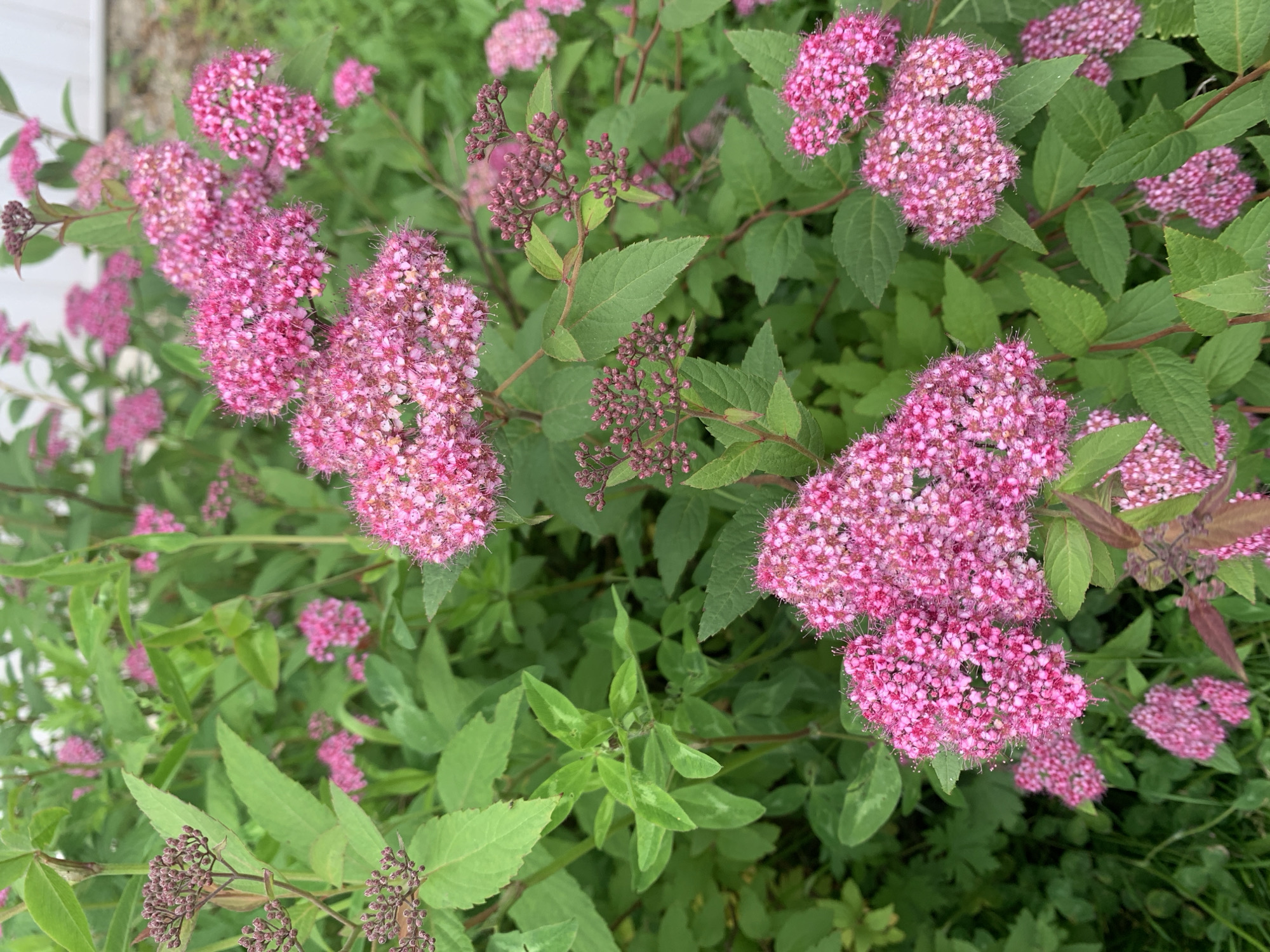 The image is a close-up, eye-level shot of a dense bush with numerous clusters of small, bright pink flowers and green leaves. Some flower buds are visible as small, reddish-brown clusters. The foliage is lush and green, with some leaves showing subtle variations in color and texture. The background is blurred and consists of more greenery and a hint of a white structure, possibly a fence or building. The lighting suggests it is daytime, with natural light illuminating the scene. The image appears to be taken outdoors, likely in a garden or natural setting within the city of Kavalerovo, Russia. There are no people or animals present in the image.