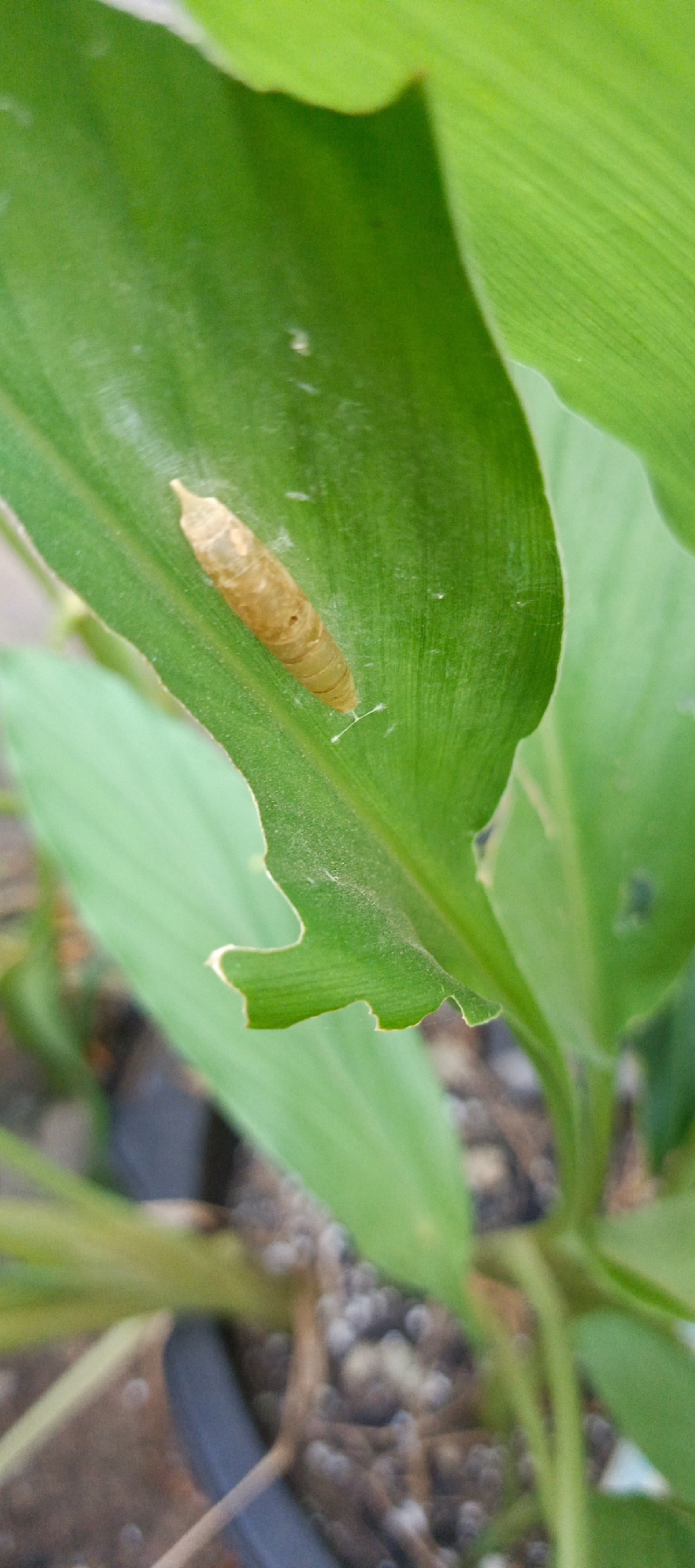 A light brown chrysalis is attached to a green leaf. The chrysalis is elongated and segmented, with a pointed protrusion at one end. A fine white thread connects the chrysalis to the leaf. The leaf itself is green with visible veins and has a jagged edge, suggesting it has been partially eaten. The background is blurred and shows more green foliage and brown soil. The scene appears to be in an outdoor environment, possibly a garden or park in Meunasahmesjid, Indonesia.