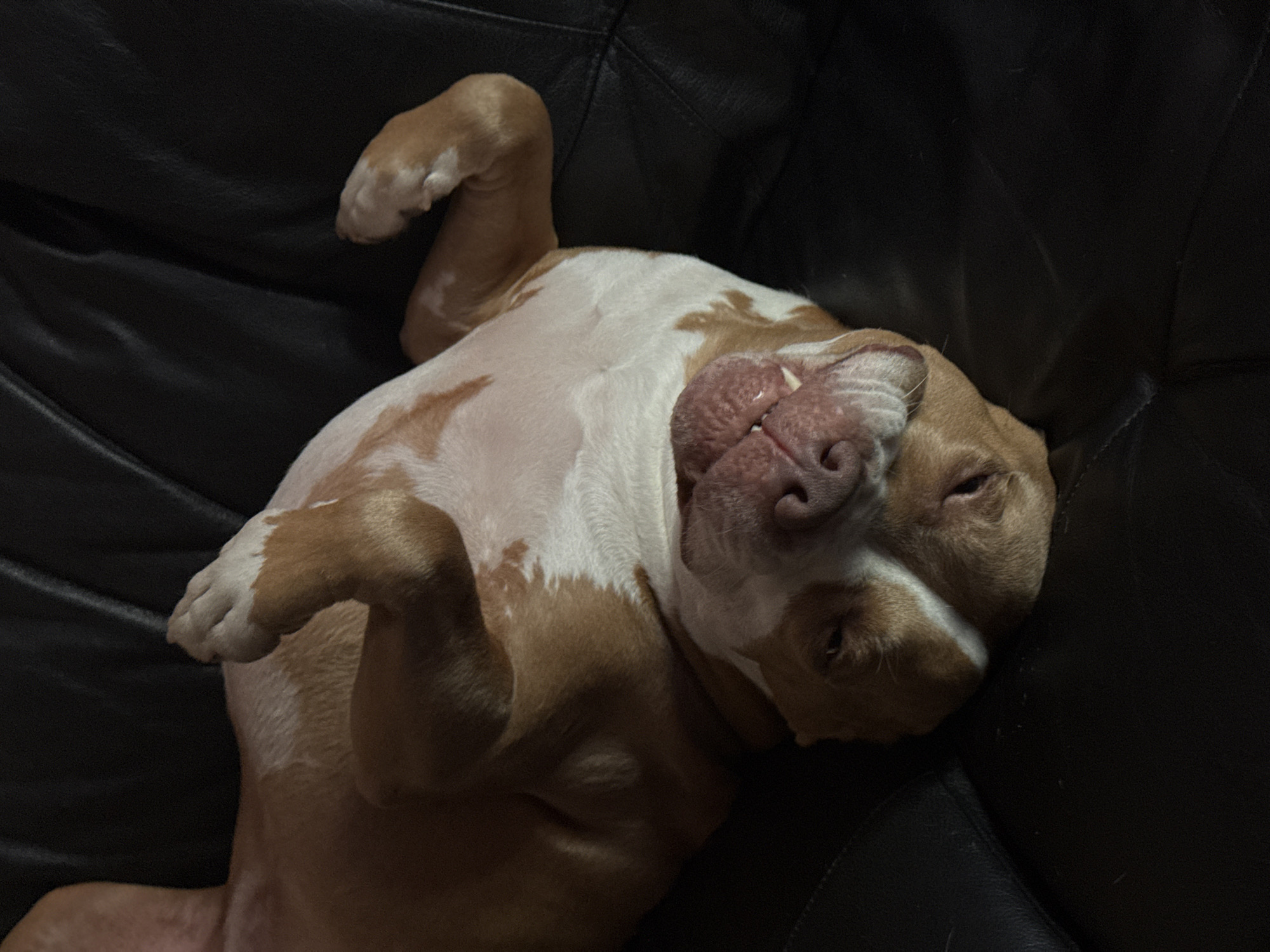 A dog lies on its back on a black leather surface, likely a couch or chair. The dog is light brown and white, with a wrinkled face. Its front paws are curled up. The environment is dark and lacking discernible details. The location is unknown; there is no indication that the scene is in Khimki, Russia.