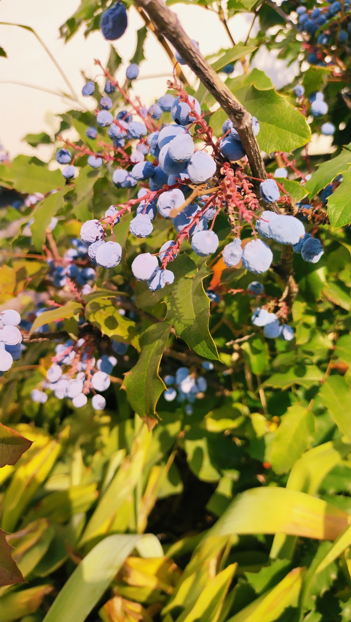 The image is a close-up, sun-drenched shot of a branch covered in small, round, blue berries. The berries are clustered together along reddish stems, with several green leaves with serrated edges interspersed among them. The background is a soft, out-of-focus wash of light colors. The foreground shows blurred, bright green and yellow foliage. The scene appears to be in a natural outdoor setting, likely a garden or park in Horishni Plavni, Ukraine, given the context. There are no people or animals visible, and the focus is entirely on the plant life.
