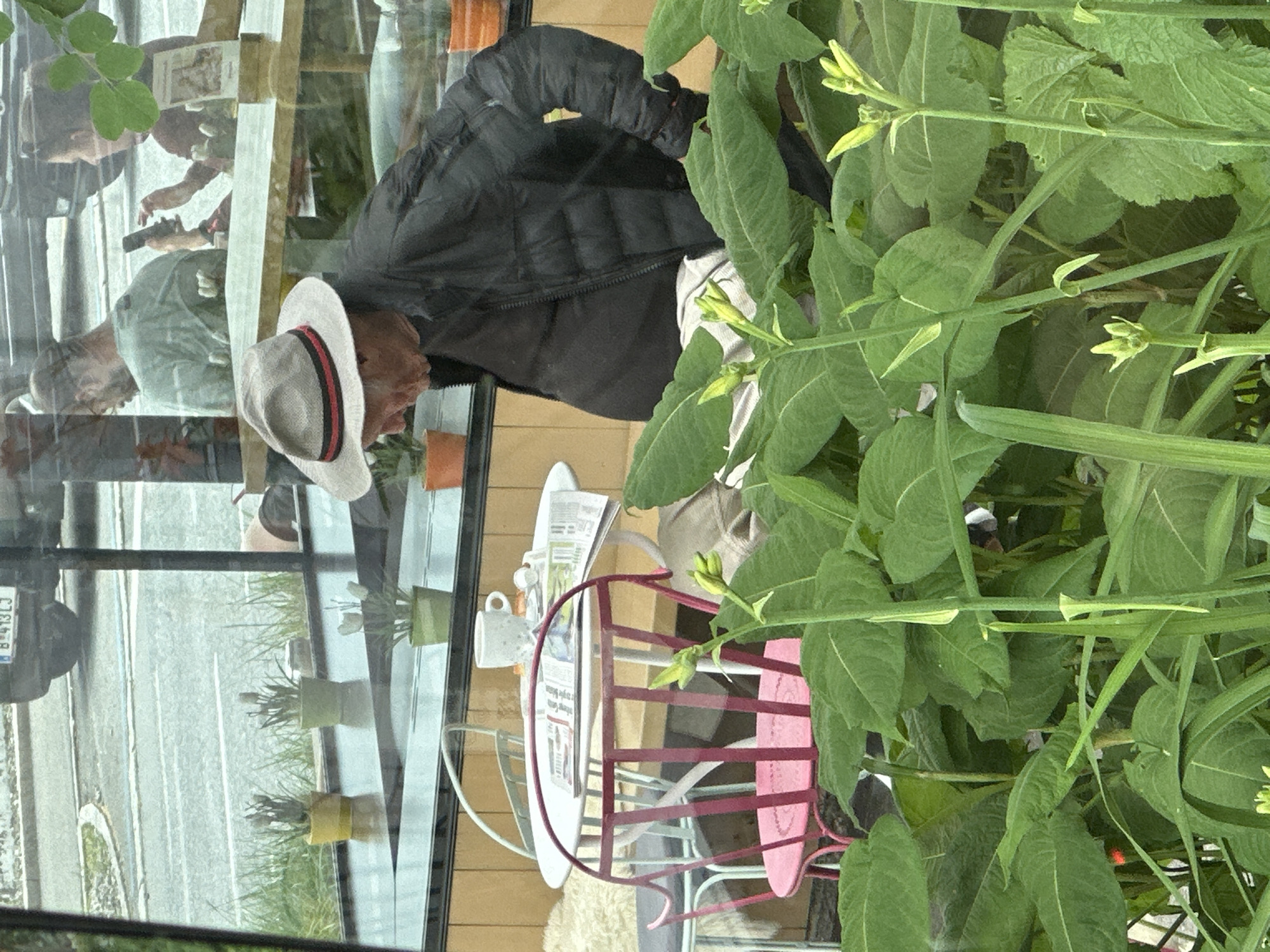The image captures an outdoor seating area, likely a cafe or restaurant, in Lauterach, Austria, as suggested by the car license plate visible in the background which begins with "B" and includes "413LJ," a format consistent with Austrian plates. In the foreground, lush green plants with developing flower buds obscure much of the scene.
A man wearing a light-colored fedora with a red and black band, a dark puffer jacket, and a light-colored shirt is seated at a round white table. He is looking down and appears to be engaged with something at the table, possibly a newspaper spread before him. To his left, a white coffee cup and a newspaper are visible on the table. A bright pink metal chair with a white cushion is positioned at the table. Behind this, a lighter colored chair and a white cushion are visible.
Through the glass reflection, other patrons are partially visible. One person, wearing a green shirt, is seated with their back to the camera. Another individual, to their right, is holding a smartphone and looking at it. In the background, through a window, a car with a visible license plate is parked on a street next to a grassy area. Several potted plants, including some with wispy, light-colored blooms, are placed on a ledge behind the seating area. The overall impression is a casual outdoor setting, partially obscured by vegetation.