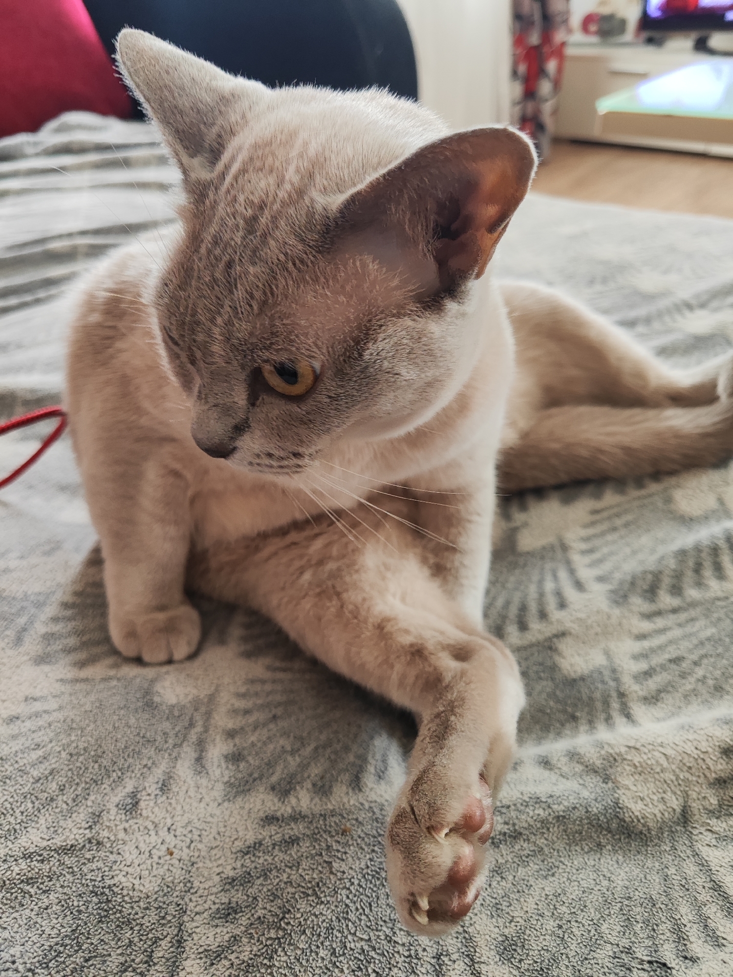 An indoor, medium-shot photograph captures a light-colored cat, possibly a Burmese or a similar short-haired breed, resting on a patterned grey and white blanket. The cat's fur is a soft, warm beige or fawn color, with slightly darker shading on its head, ears, and paws, typical of a point coloration. Its alert, upright ears have darker brown interiors, and its eyes are a striking amber or golden yellow, gazing downwards and to its left, as if observing something on the blanket.
The cat is positioned with its body partially reclined, one front paw tucked under its chest, and the other outstretched slightly forward. The outstretched paw clearly shows visible pink paw pads and extended, sharp claws. Prominent white whiskers extend from its muzzle. Near its left side, a thin red cord, possibly part of a toy or leash, is visible on the blanket.
The blanket itself features a repeated, abstract geometric or leaf-like pattern. In the blurred background, hints of a domestic setting are visible: a red cushion or pillow to the left, and further back to the right, what appears to be a television screen displaying a bright image, and a light-colored piece of furniture, suggesting a living room or bedroom. The lighting is bright and natural, indicating daytime. The cat appears calm and observant. No visible text is present in the image. The location context provided is Gvardeysk, Russia.