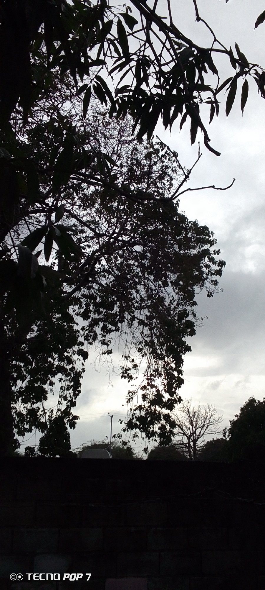 The image shows a view from behind a dark, low wall, likely made of concrete blocks. Above the wall, a landscape is visible under a cloudy, overcast sky. Several trees dominate the scene, appearing mostly as dark silhouettes against the lighter sky. The leaves of a tree overhang the top of the frame. A bare tree is visible in the distance, its branches stark against the backdrop. A streetlight is also visible in the background. The bottom left corner of the image features the text "TECNO POP 7." The scene's location is possibly in Altagracia, Venezuela, though this cannot be verified visually.