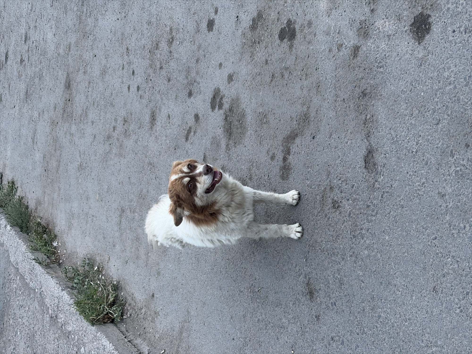 This is a top-down, high-angle shot of a medium-sized dog with white and brown fur sitting on a grey, textured asphalt surface. The dog is looking upwards with its mouth slightly open, appearing alert or perhaps panting. Its fur is shaggy, and it has brown markings around its eyes and ears, contrasting with its white chest and body. The dog's paws are visible, with one paw extended slightly forward.
The asphalt surface is marked with several dark, irregular stains, possibly oil or water marks, and some faint impressions that could be paw prints from other animals. To the left of the dog, there is a concrete curb with a small amount of sparse, dry-looking green vegetation growing in the crevice between the curb and the asphalt.
The lighting suggests it is daytime, with the sun casting shadows that are not very prominent, indicating perhaps an overcast day or midday sun. The scene appears to be an outdoor urban or semi-urban environment, consistent with a street or sidewalk in Kant, Kyrgyzstan. No text is visible in the image. The overall mood is neutral, focusing on the dog in its environment.