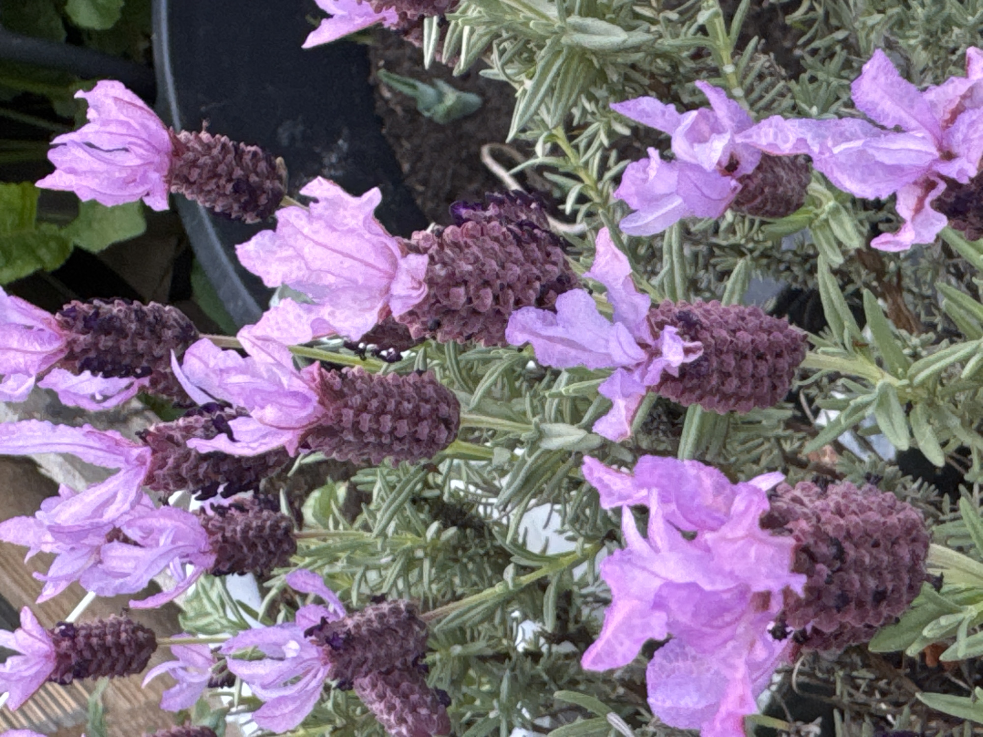 Here's a detailed description of the image:
**Description:**
The image presents a close-up view of a cluster of Lavender flowers. The lavender is characterized by its purple flower petals and dark, textured flower spikes. The leaves are narrow and green, with a slightly silverish hue. The background includes a black pot containing soil and other greenery.