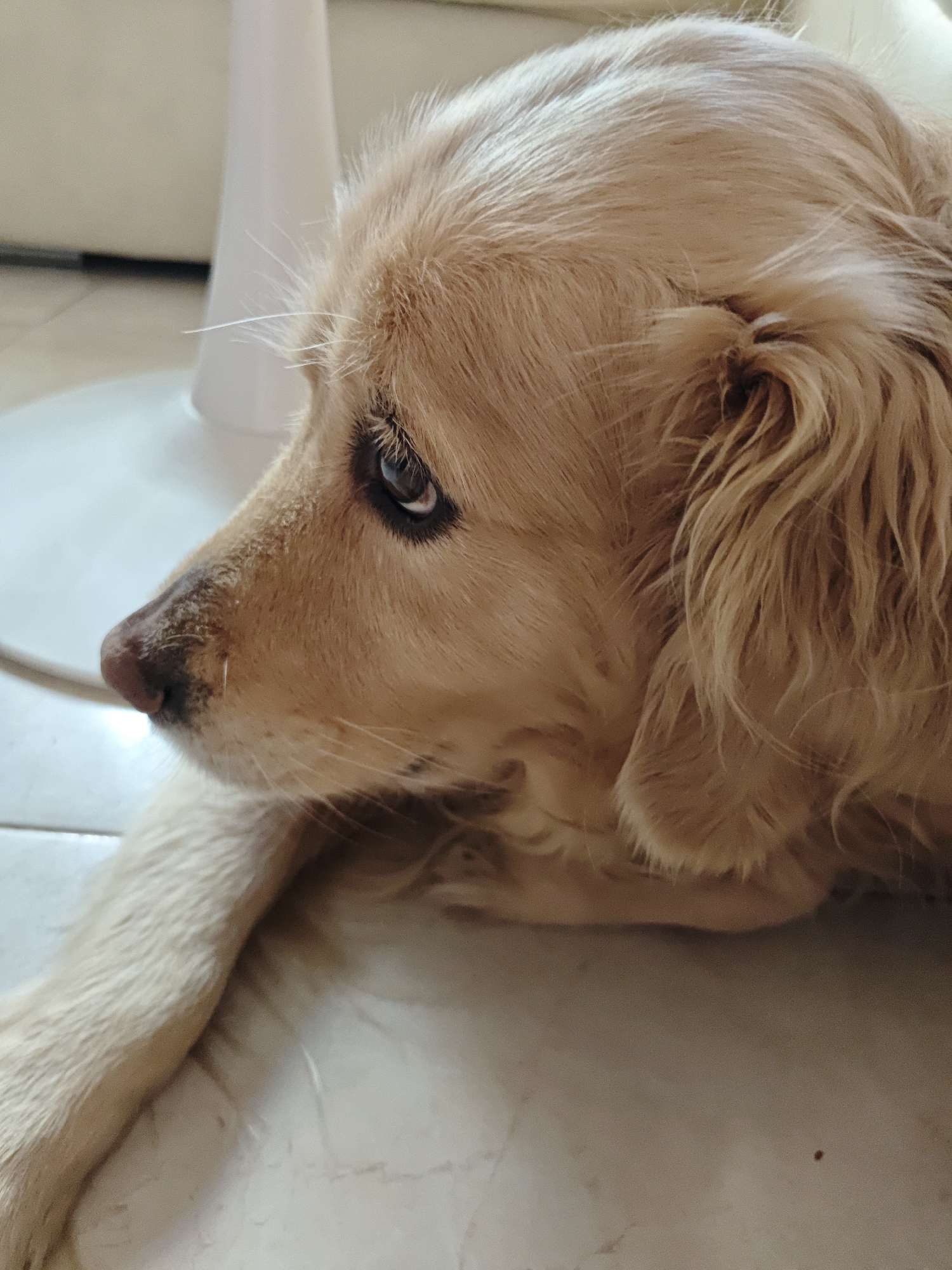 A close-up, side profile shot captures a golden retriever dog lying down on a tiled floor, facing left. The dog's fur is light brown, and its eye is visible, dark and alert. The background is blurred, but a white, conical object, possibly a part of a piece of furniture or a floor lamp, is visible behind the dog's head. The lighting suggests an indoor setting, with the floor appearing to be light-colored tile. There is no indication of the location being in Shcherbinka, Russia.
