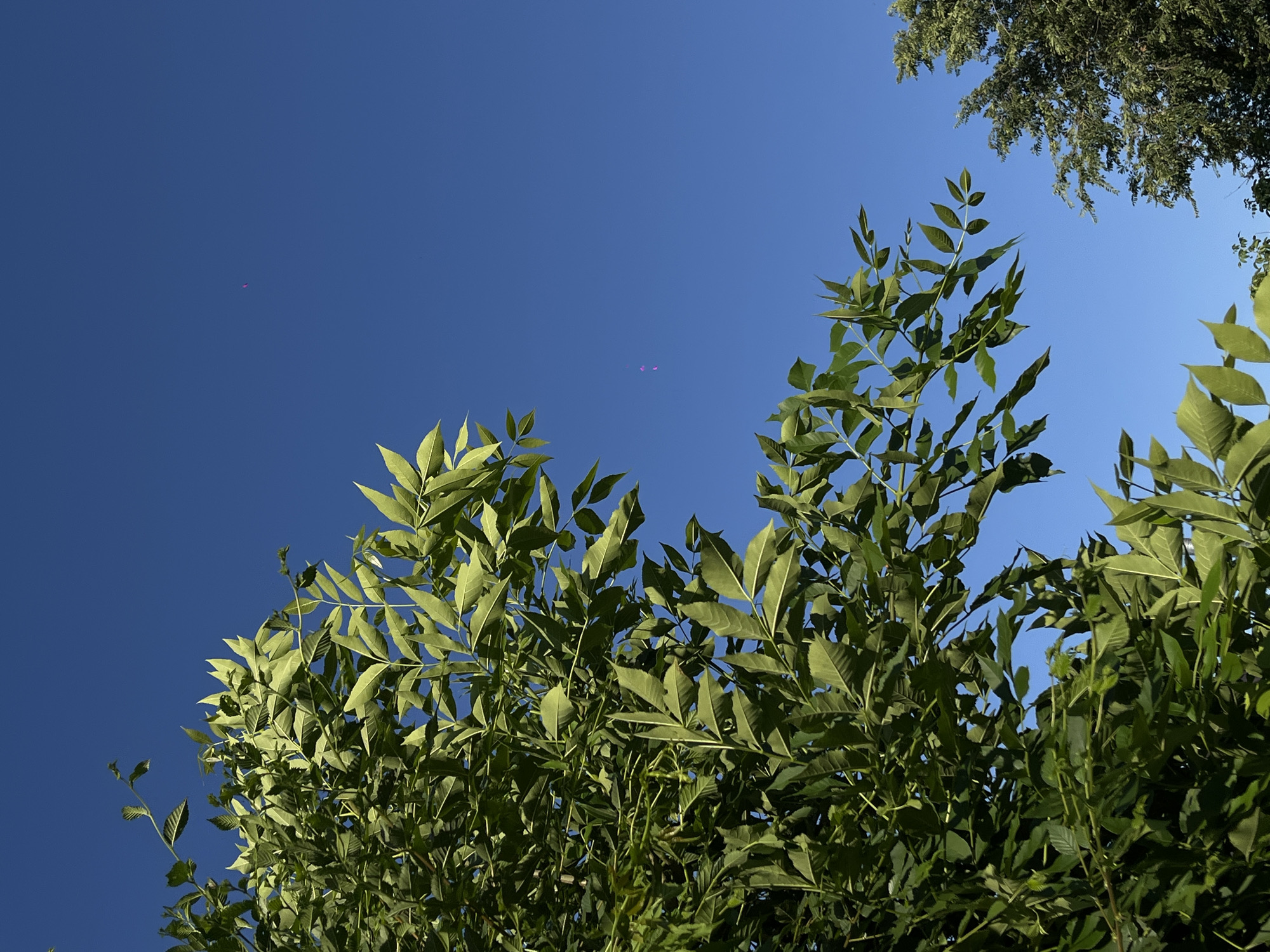 In Novopokrovskaya, Russia, a clear blue sky forms the backdrop for lush green foliage from a tree in the foreground, its leaves extending from the left side of the frame and curving towards the center. In the distance, to the right, the top of another tree with denser foliage is visible. Two small, pinkish objects, possibly balloons or debris, are suspended in the sky.