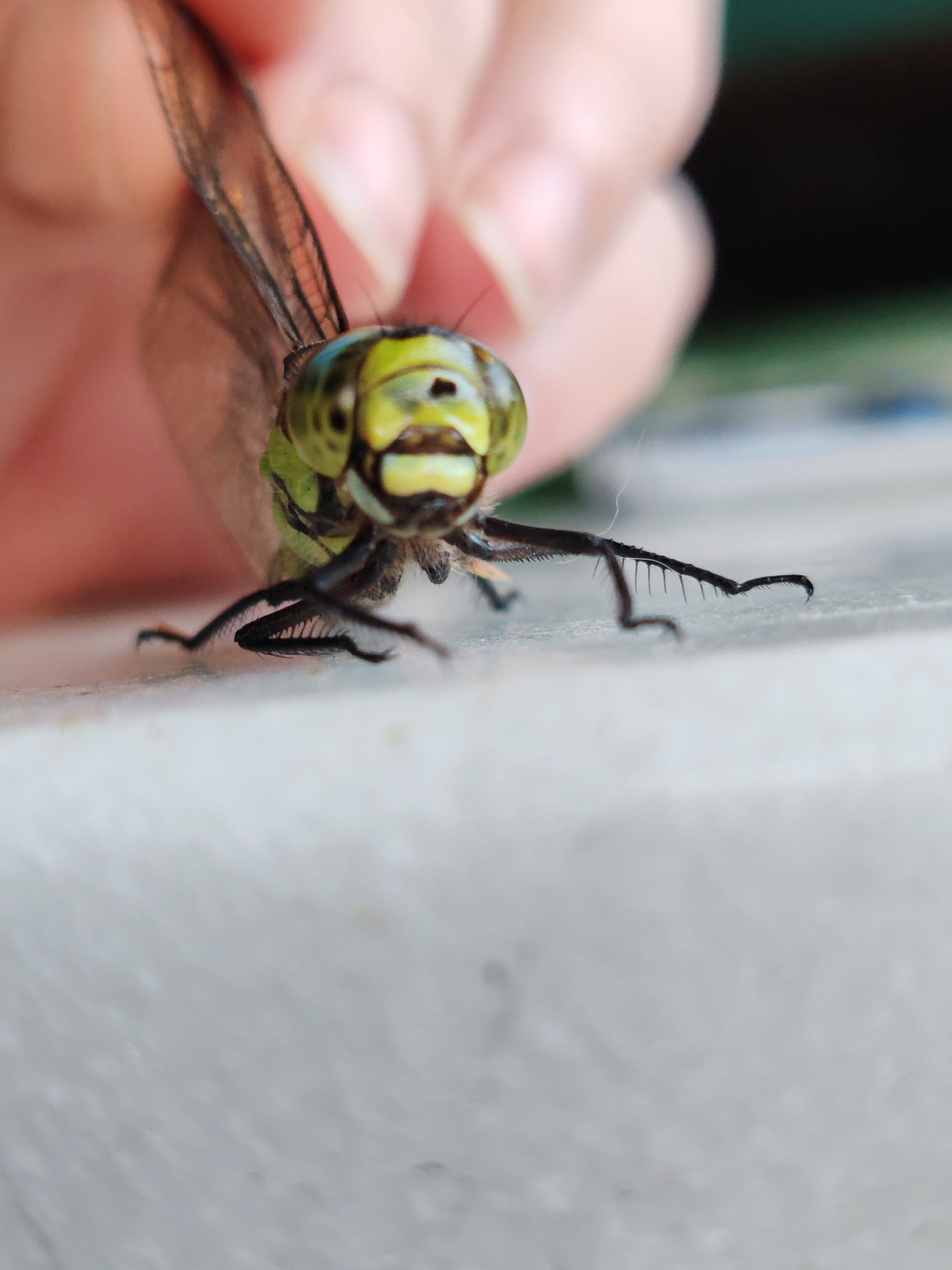 A close-up, low-angle shot features a dragonfly being held by a human hand. The dragonfly's head is prominently displayed, with large, multifaceted green eyes and yellow markings. Its delicate, transparent wings are visible, as are its spindly black legs. The background is blurred, showing hints of human skin and a greenish-black area, possibly foliage. The lower portion of the image shows a white, textured surface, possibly a table or ground. The scene appears to be outdoors, possibly in a garden or park setting within the city of Kashino, Russia, given the context of the request. The action captured is the gentle holding of the insect.