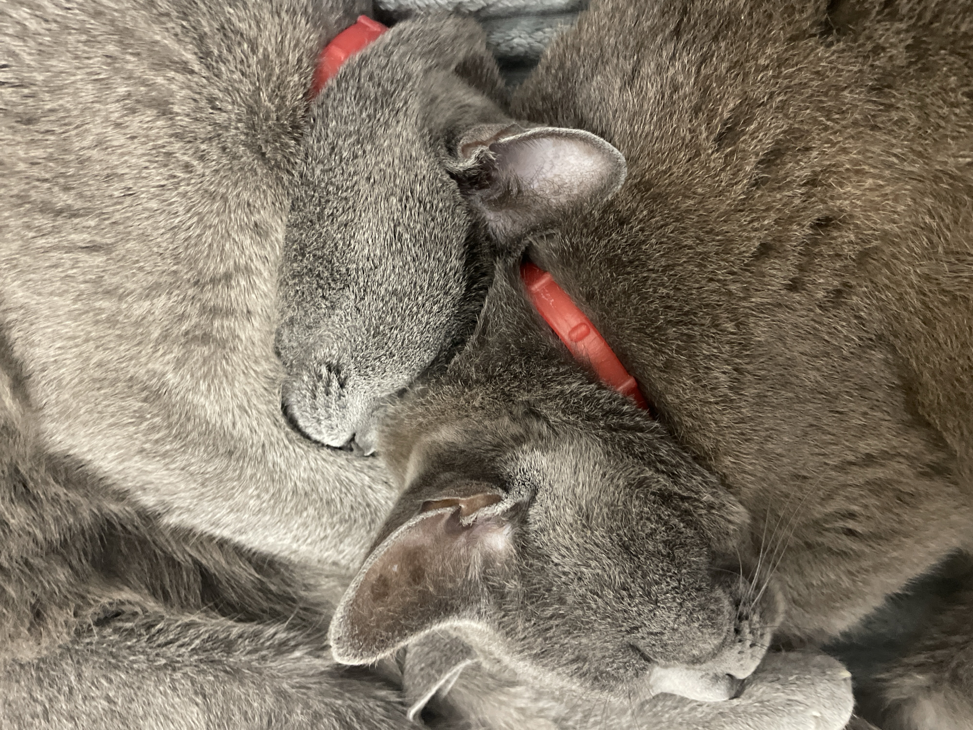 Three domestic cats with grey fur are depicted in a close-up, clustered arrangement, sleeping. Two of the visible cats wear red identification collars. The cat in the foreground, positioned on the lower left, has its head resting on another cat, with its eye closed. A second cat's head, partially obscured and also wearing a red collar, is visible above and to the right of the first. Fur from a third cat occupies the upper portion of the frame. All cats are resting on a light grey, textured fabric surface. The scene is located in Budva, Montenegro.