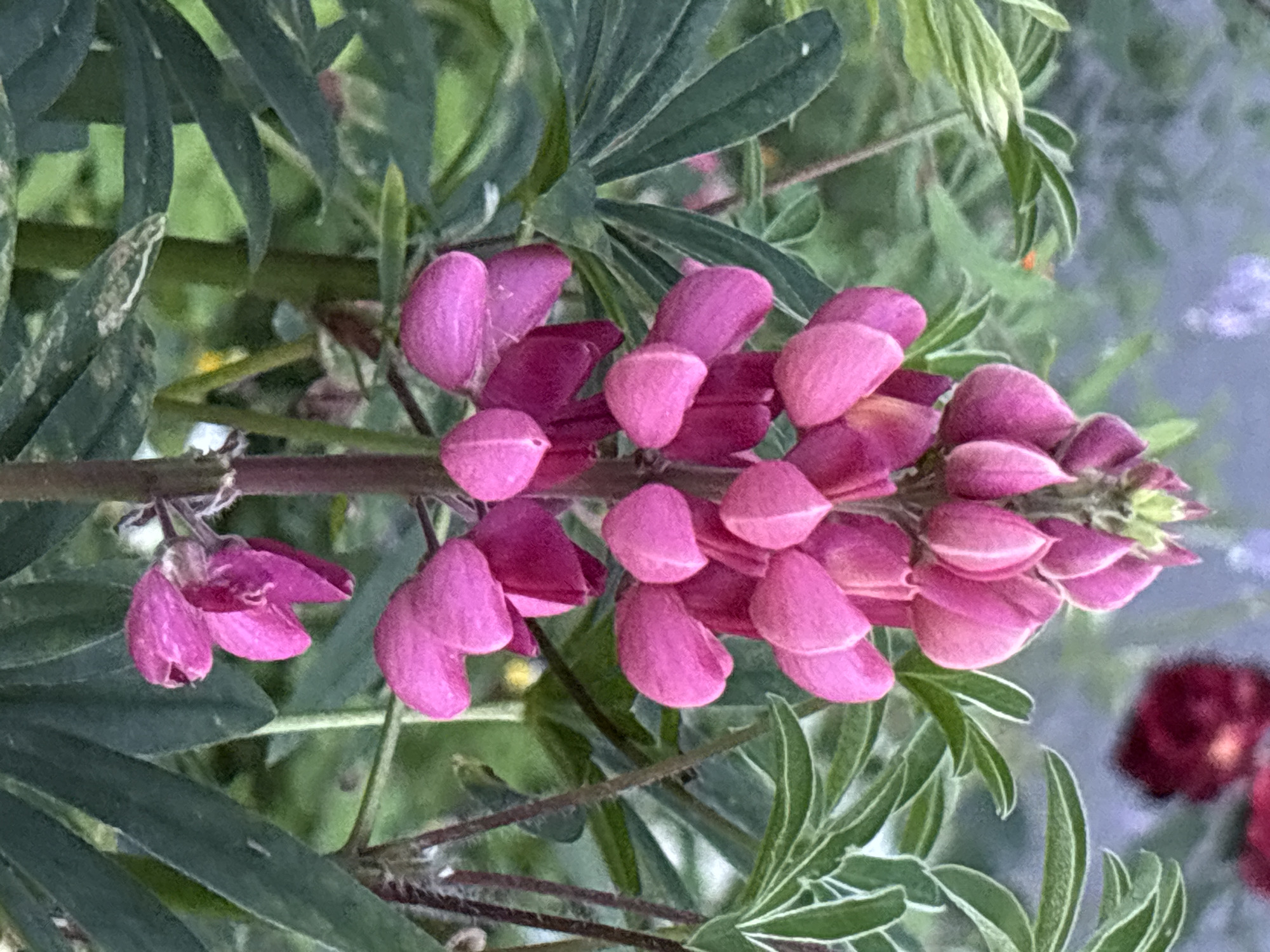 A close-up, vertical, outdoor shot focuses on a tall spike of pink lupine flowers. The lupine is in the foreground, with its flower buds and blossoms arranged densely along the stem. The flowers are predominantly bright pink, with some deeper magenta hues towards the bottom of the spike. The leaves of the lupine are large, palmate, and a deep green, fanning out from the base of the stem. In the background, other foliage is visible, some appearing out of focus and slightly blurred, suggesting a garden or natural setting. There are also hints of a blurry, dark red flower in the upper right corner, and a faint wash of muted purple in the distant background. The lighting is soft, with no harsh shadows. The overall impression is one of natural beauty and vibrant floral color. There is no indication of the specific location in Tallinn, Estonia within the image itself.
