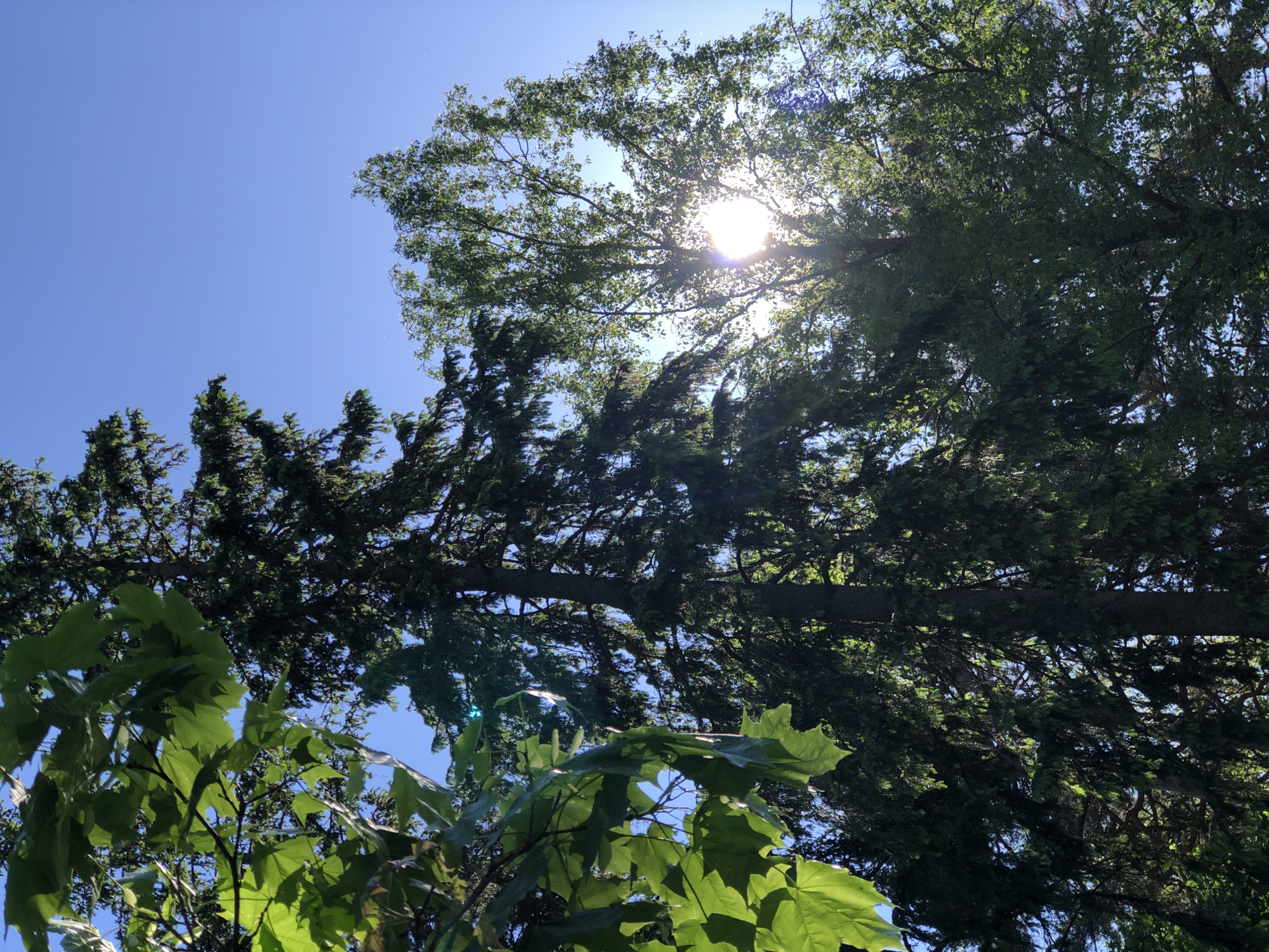 The image displays an upward perspective of a forest or park canopy in Solnechnoye, Russia, against a clear, bright blue sky. In the immediate foreground on the left, several large, vibrantly green maple leaves are prominently featured, catching direct sunlight. Towards the center and mid-left, a tall, dark green conifer, consistent with a spruce, stands with dense foliage, its trunk visible. On the right side, a deciduous tree, appearing to be a birch, is heavily backlit by a radiant sun, which emits a strong burst of light through its lighter green leaves. The scene is devoid of human subjects, actions, interactions, or man-made objects, focusing solely on the natural environment of diverse trees and sky under bright daylight conditions.