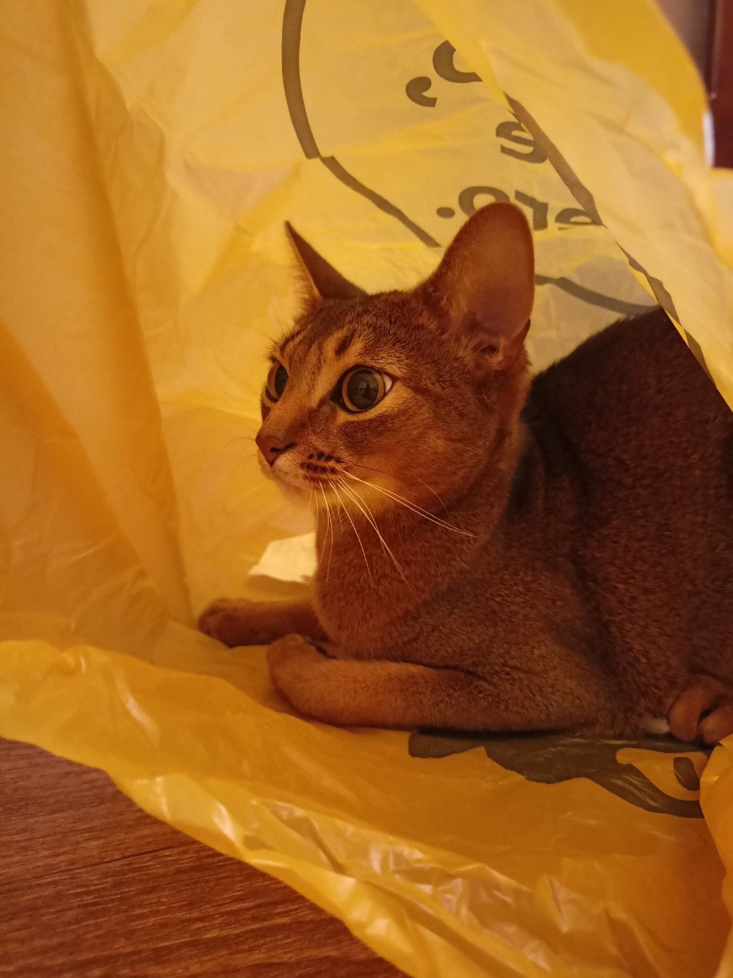 A close-up shot captures a reddish-brown cat with large, expressive eyes peeking out from inside a crinkled yellow plastic bag. The cat is lying down, with its front paws tucked underneath its body. Its ears are perked up, and it appears to be looking to its left with a curious or attentive expression. The yellow plastic bag is shiny and reflective, with some dark text and symbols visible on its surface, though the text is largely obscured and unreadable. The background consists of a wooden surface, likely a floor or table, and hints of a wall or other furniture. The lighting suggests an indoor setting, possibly during the daytime. The overall mood is one of playful curiosity, as the cat seems to be enjoying its enclosure within the bag.
