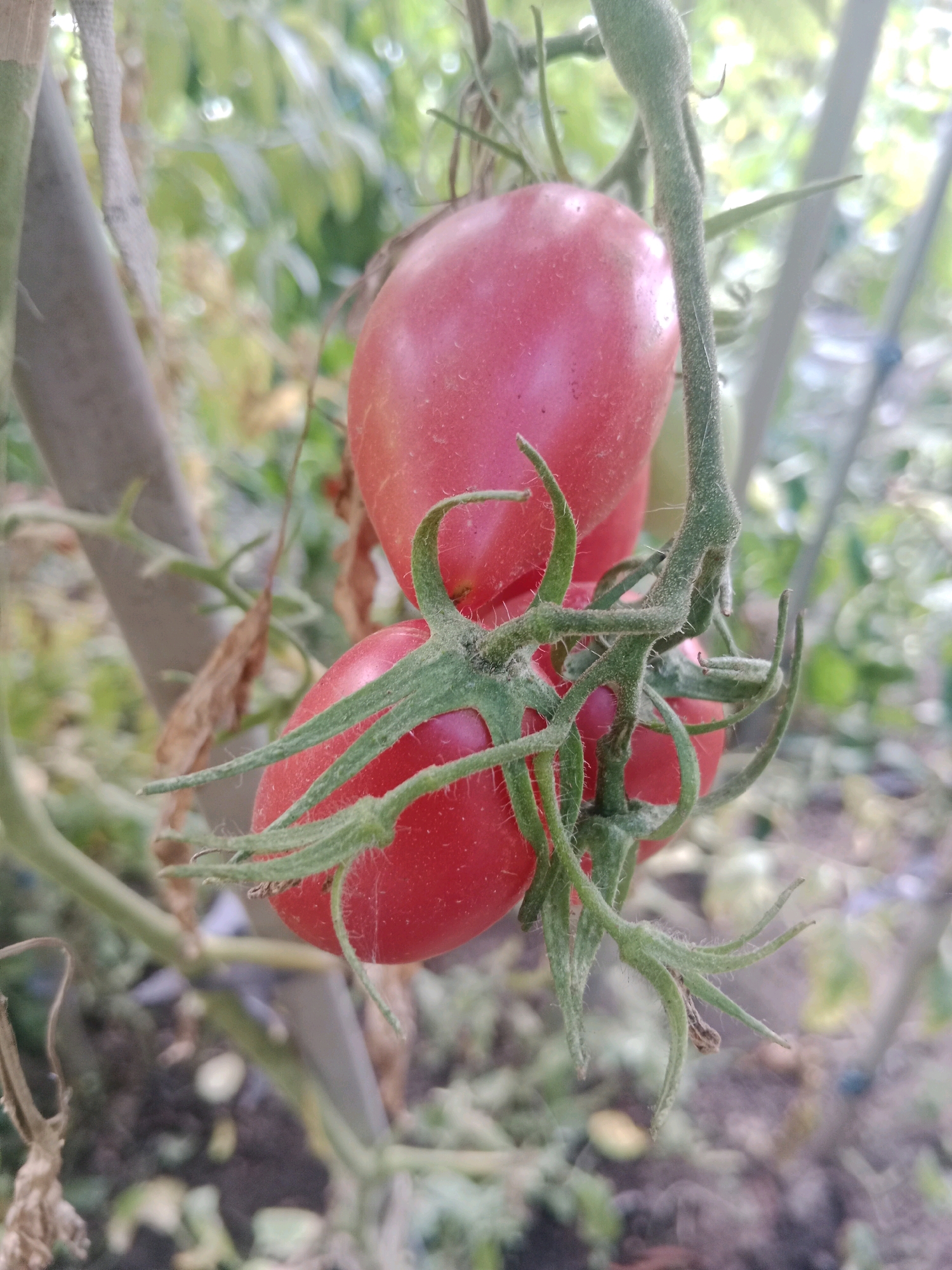 In Mălăieștii Noi, Moldova, a close-up, eye-level shot captures a cluster of three ripe, red Roma tomatoes hanging from a vine. The tomatoes are plump and oval-shaped, with vibrant red skin. Green sepals, resembling small leaves, are attached to the tops of the tomatoes. The vine itself is a thick, fuzzy green stem with delicate tendrils that curl outwards. The background is softly blurred, with hints of green leaves and a greyish, possibly wooden stake, suggesting a garden or agricultural setting. The lighting appears natural, likely from daylight, casting soft shadows and highlighting the glossy surface of the tomatoes.