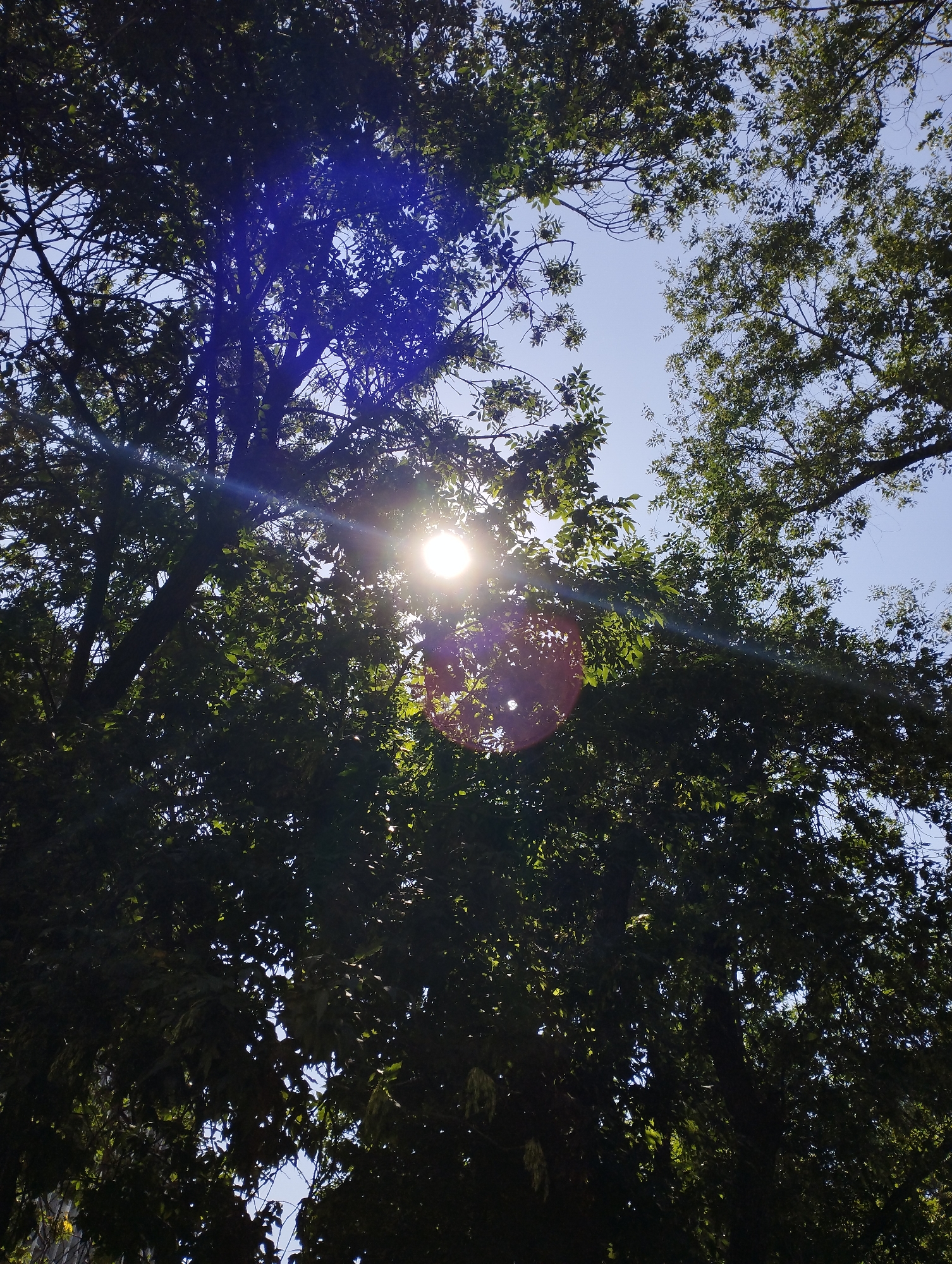 The image captures a low-angle view looking upwards through the dense foliage of trees towards a clear blue sky. The sun is prominently visible, positioned in the upper-middle section of the frame, partially obscured by leaves and branches. Rays of sunlight emanate from the sun, creating lens flare and streaks of light that cut through the greenery. The leaves are a vibrant green, indicating a healthy, possibly summer or spring, environment. The branches of the trees are dark and intricate, forming a natural canopy against the sky. The scene suggests an outdoor setting, likely a park or a wooded area within the city of Almaty, Kazakhstan, given the request's context. No people or specific man-made structures are discernible in this particular shot, focusing purely on the natural interplay of light, leaves, and sky.