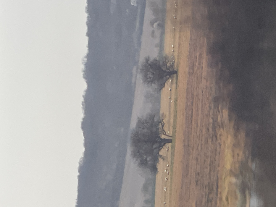 The image depicts a rural landscape near Bratovo, Bulgaria, under an overcast sky. In the foreground, a dark, blurred area, possibly dense vegetation or a structure, partially obscures the lower portion of the scene. The midground features an expansive field with shades of golden-brown and ochre, suggesting dry ground with patches of lighter vegetation. Two prominent deciduous trees, largely bare of leaves, are positioned in the field; a larger one on the left and a slightly smaller, partially visible one on the right. Scattered across this field are numerous white, ovine animals, likely sheep, appearing to graze or rest. In the background, rolling hills rise, with their lower slopes appearing as muted grey-green and their upper ridges densely forested with dark, indistinct trees. The sky is a uniform, pale grey-white, indicating diffuse lighting. No human subjects, explicit actions, or interactions are visible.