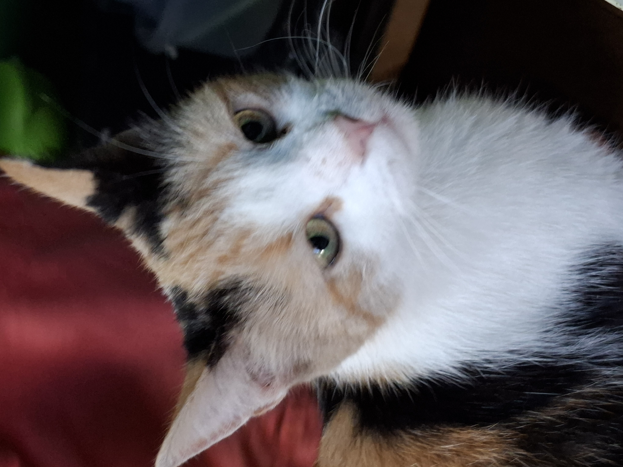 A close-up, eye-level shot shows the face of a calico cat. The cat has green eyes, a pink nose, and white fur on its muzzle and chest. Its fur is a mix of white, orange, black, and brown patches on its head and back. The cat is looking slightly to the right of the camera. The background is out of focus and appears to be a dark red fabric on the left and a dark, indistinct shape on the right.