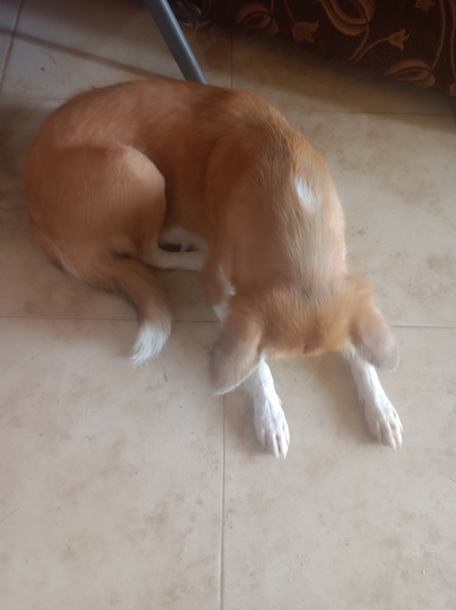 A dog lies on a tiled floor. The dog is light brown with white markings on its tail and paws. The location is Narayi, Nigeria. The scene includes tiles and a piece of furniture.