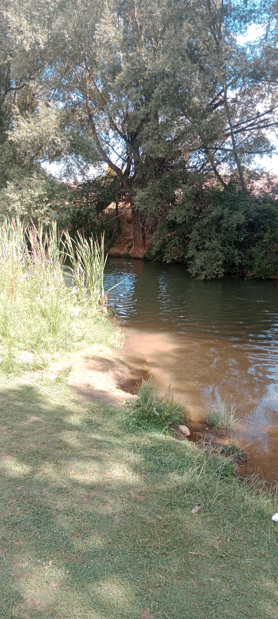 The image shows a tranquil natural scene by a body of water, likely a river or stream, bordered by lush vegetation and mature trees. The water is a murky brown-green, reflecting the dappled sunlight filtering through the dense canopy of leaves. Tall reeds and cattails grow along the left bank, interspersed with smaller green plants. The right bank features a gradual slope covered in grass and some small rocks, with dense green foliage and tree trunks forming a thick wall behind it. The overall impression is one of a peaceful, uncultivated natural area. This scene is located in the city of Milagros, Spain.