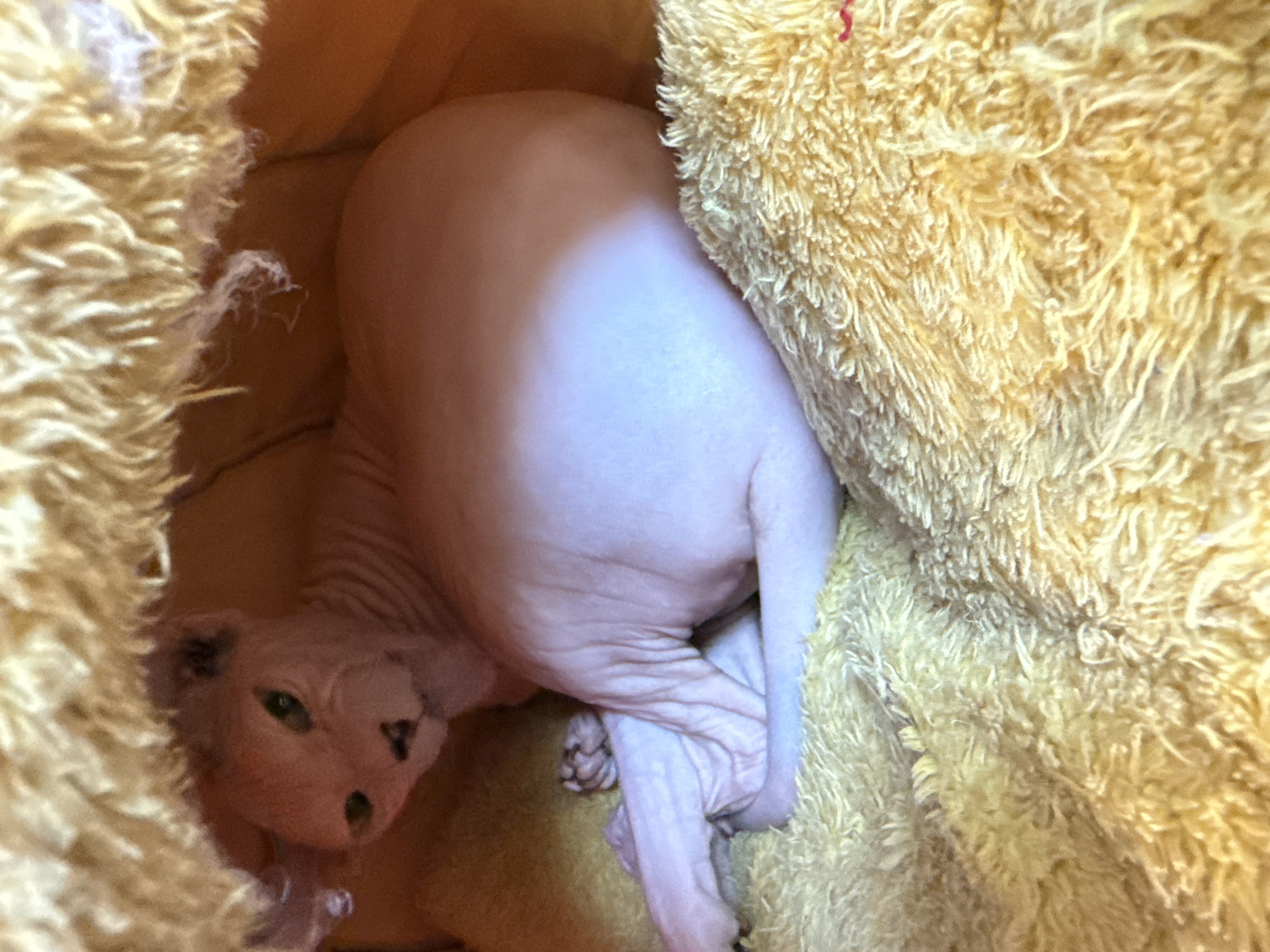 A hairless Sphynx cat with pale pink skin and green eyes is curled up inside a yellow fuzzy bed. The cat is positioned on its side, with its hindquarters facing away from the camera. Its front legs are tucked underneath its body, and its head is turned towards the viewer. The background consists of the soft, textured interior of the cat bed, which is a bright yellow. There is no indication of the location within the city of Vostok, Kyrgyzstan.