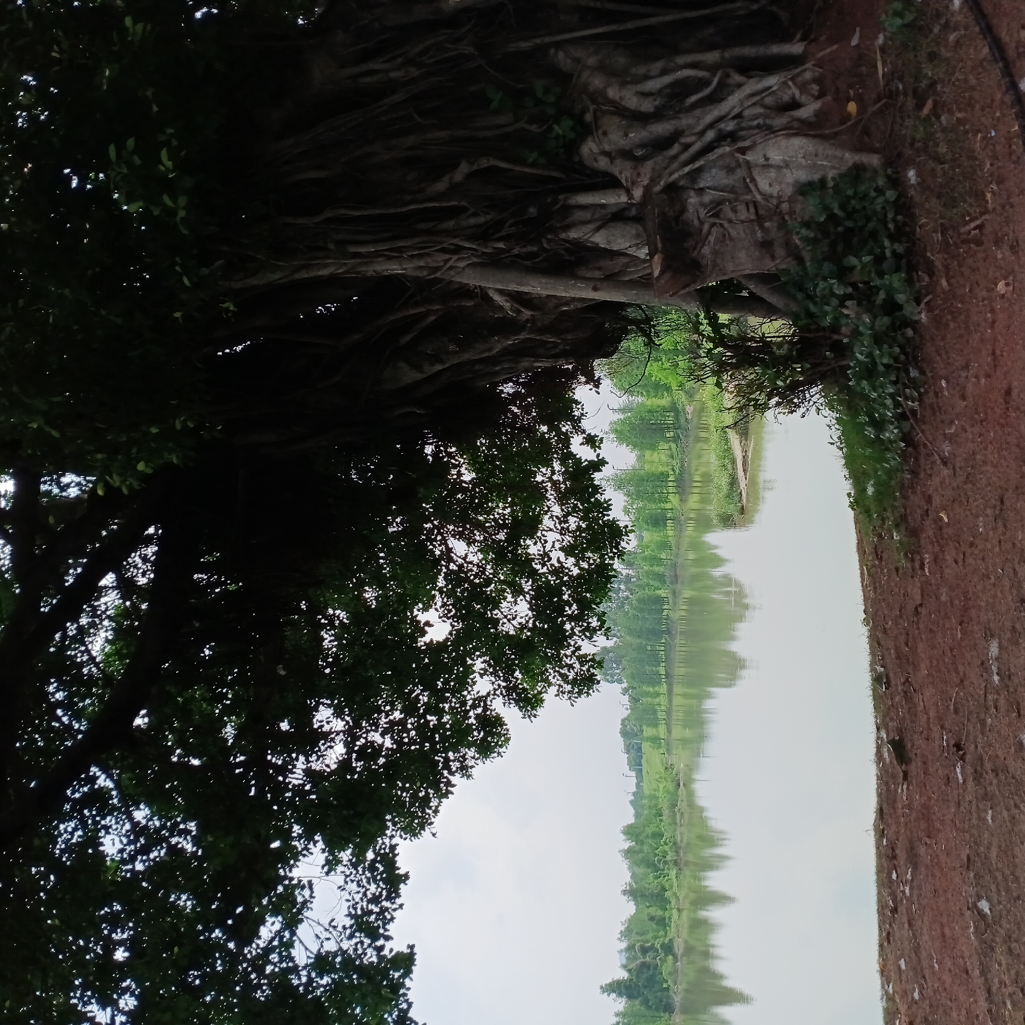 The image captures a tranquil natural landscape in Shunde District, China, featuring a calm body of water bordered by dense vegetation. In the foreground on the left, a large, mature tree dominates, characterized by its extensive, gnarled roots spread across the ground and its dark, leafy canopy. This tree's foliage is silhouetted against the bright, overcast sky.
The central part of the scene is a wide, still body of water, likely a lake or river, which beautifully reflects the sky and the distant trees on its far bank, creating a mirrored effect. The reflections are clear, indicating an absence of wind or disturbances on the water's surface. Along the opposite bank, a line of lush green trees and smaller vegetation extends into the distance.
On the right side of the foreground, a reddish-brown area of earth, possibly a path or a natural bank, runs parallel to the water. Sparse green plants are visible near the water's edge on this side.
The lighting suggests an overcast or hazy day, with diffused light rather than direct sunlight. The overall atmosphere is peaceful and serene. No people or animals are visible, and there is no specific activity taking place. There is no visible text in the image.